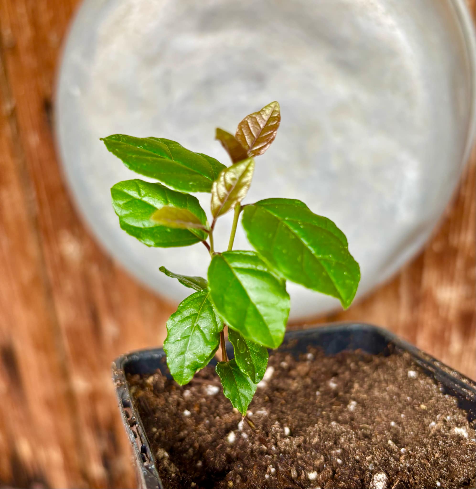 Campomanesia xanthocarpa var. littoralis - 1 small potted seedling / 1 kleiner, getopfter Sämling