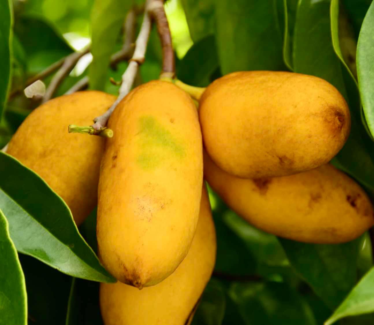 Malaysian Pawpaw - Alphonsea elliptica  - 1 potted plant / 1 getopfte Pflanze