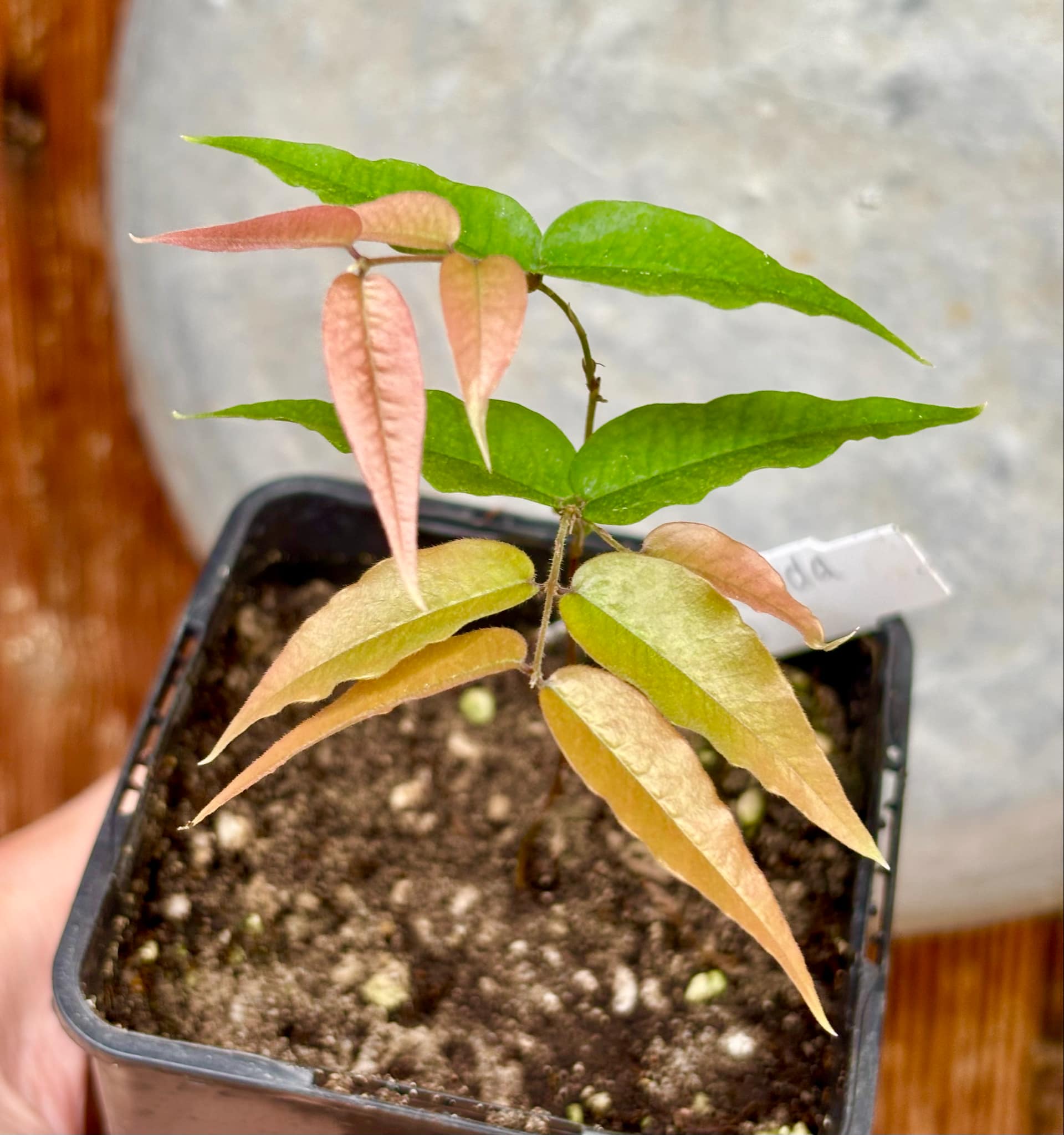 Jaboticaba - Plinia sp Rajada Cabo longo verde -  1 small potted seedling / 1 kleiner, getopfter Sämling