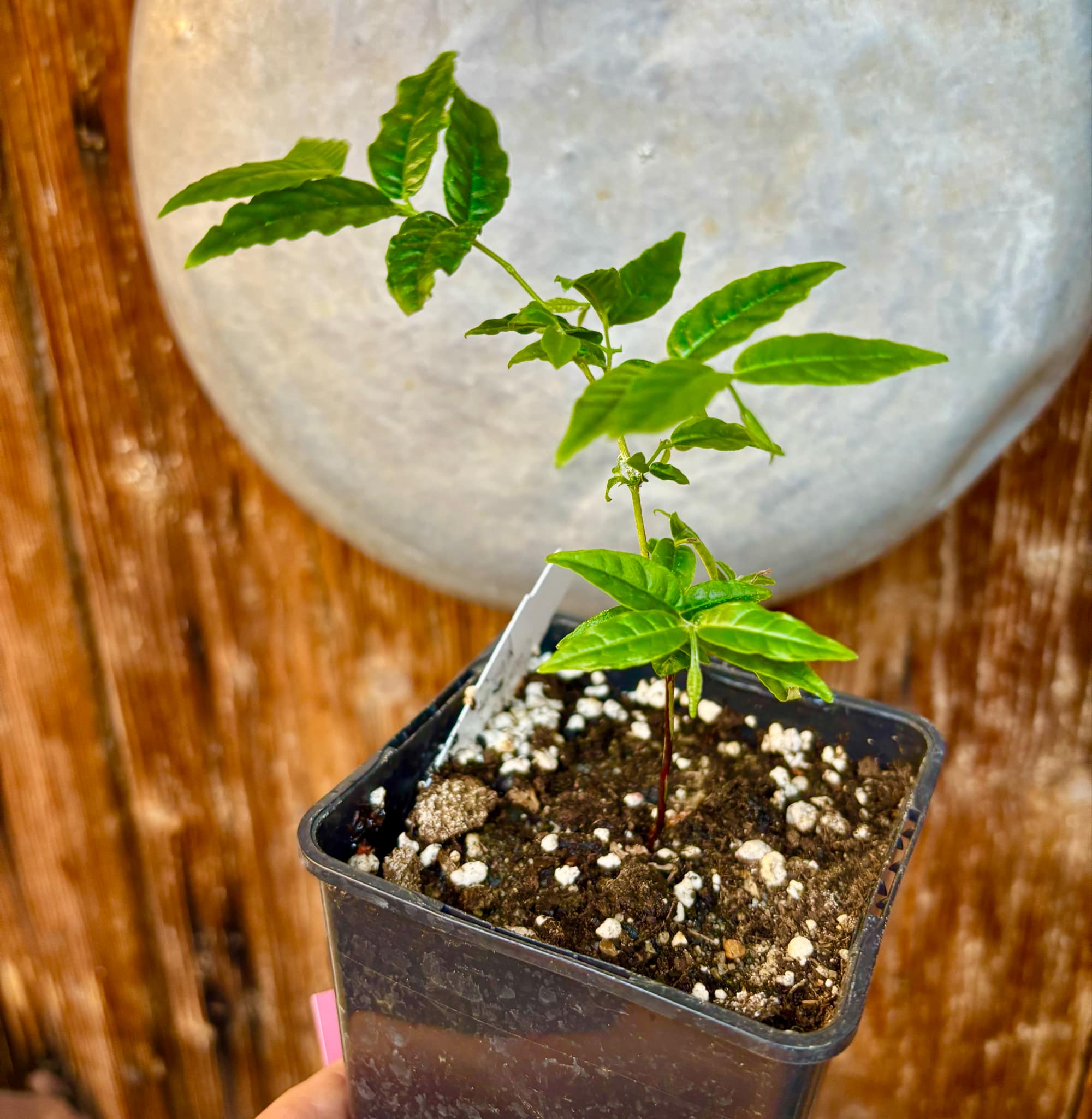 Campomanesia phaea - Flying Saucer Fruit - Cambuci  - 1  potted plant / 1 getopfte Pflanze