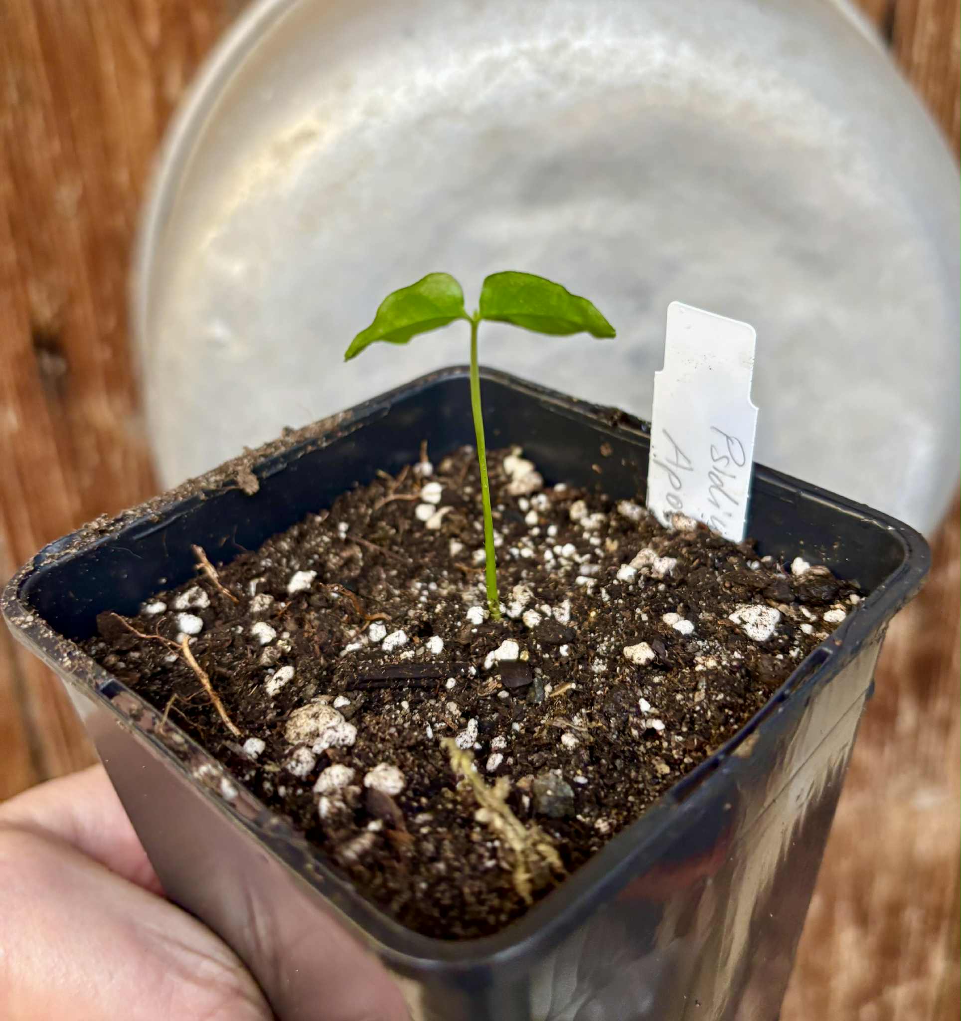 Psidium sp Aporá - 1 potted seedling / 1 getopfter Sämling