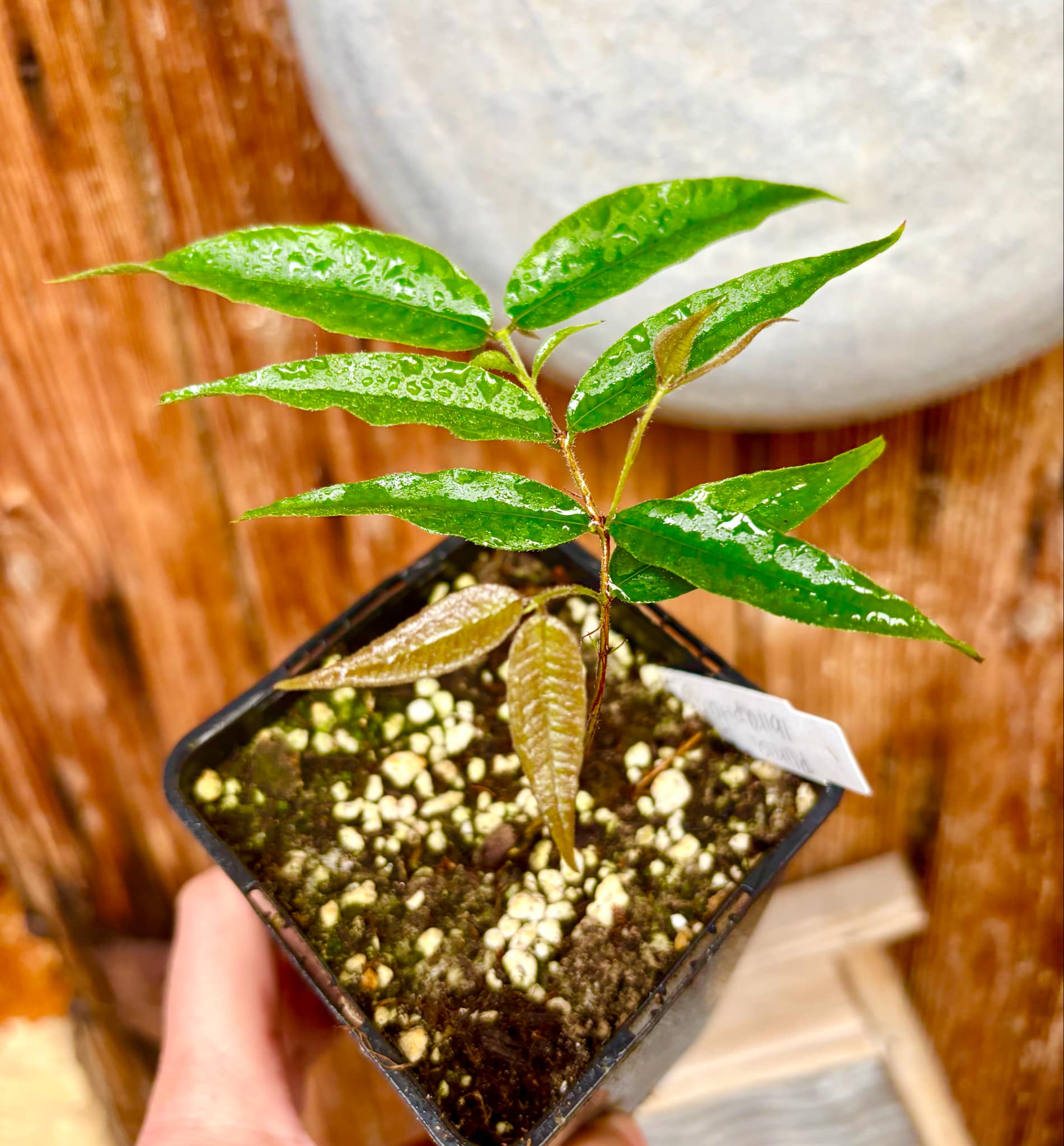 Plinia sp Ibirapitanga -  1 fresh potted seedling / 1 frisch getopfter Sämling
