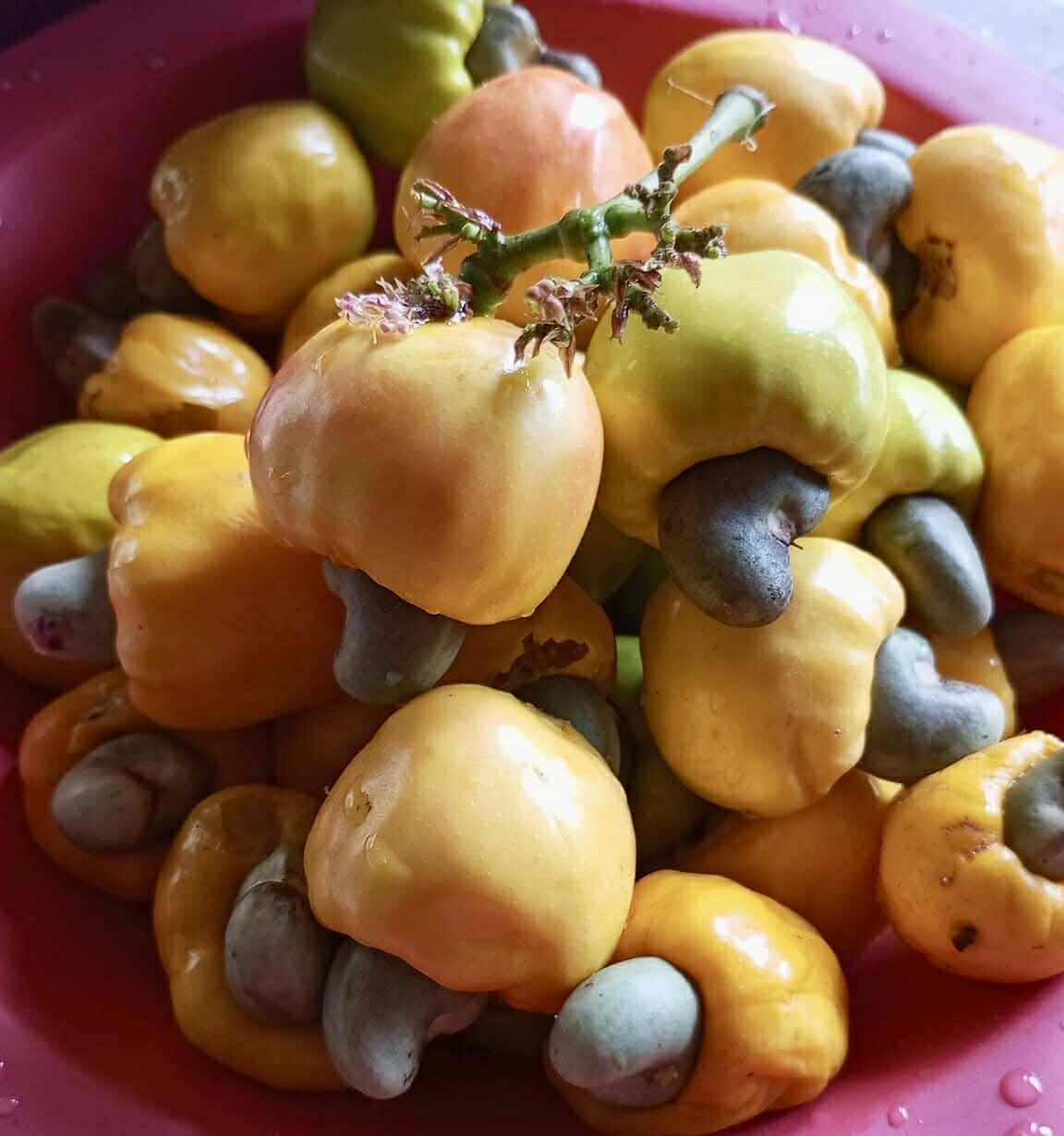 Cajuzinho - Anacardium humile - 2 fresh seeds / 2 frische Samen Cajuzinho - Anacardium humile - 2 fresh seeds / 2 frische Samen