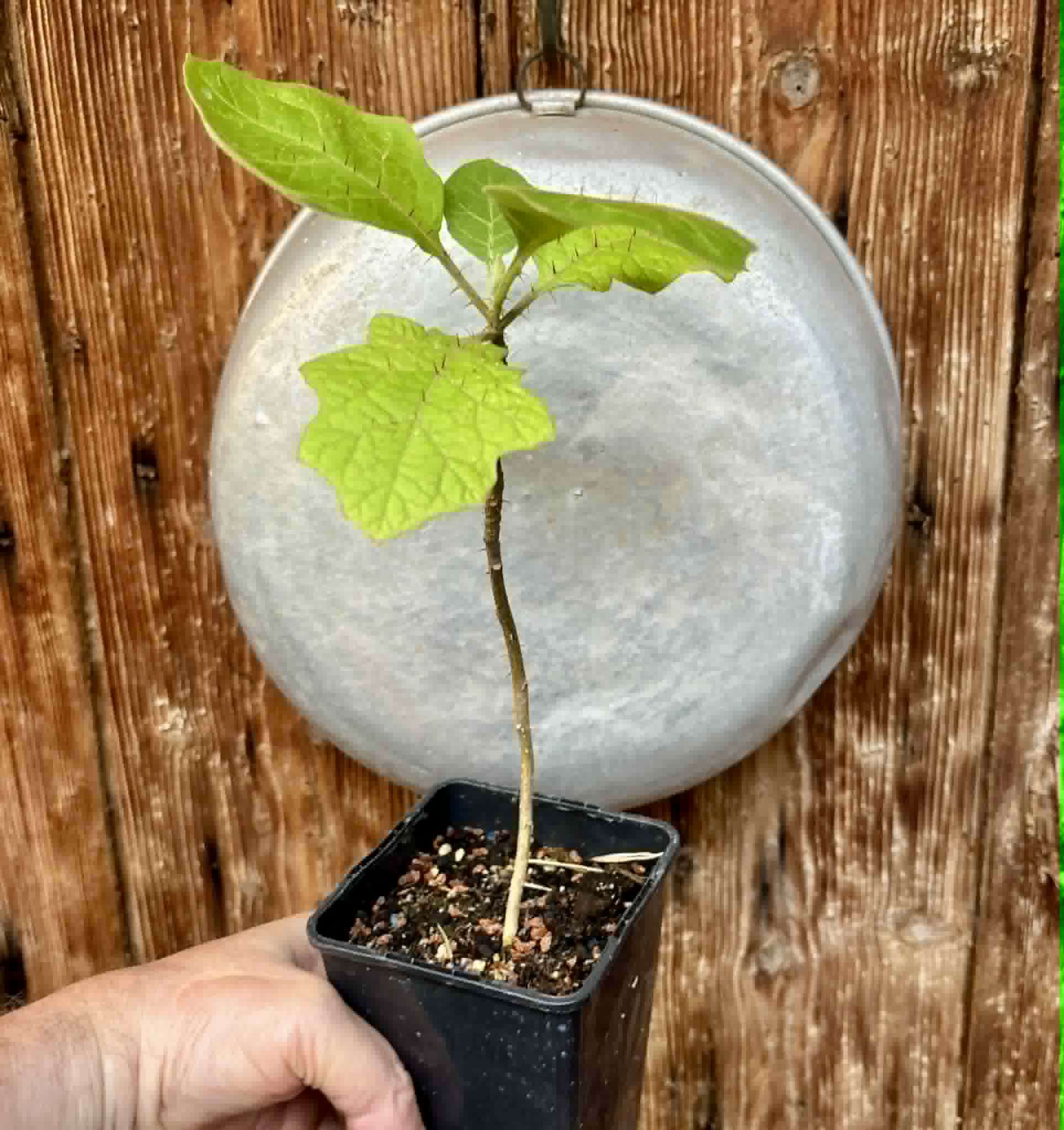 Juã-Açu - Solanum oocarpum - 1 potted plant / 1 getopfte Pflanze