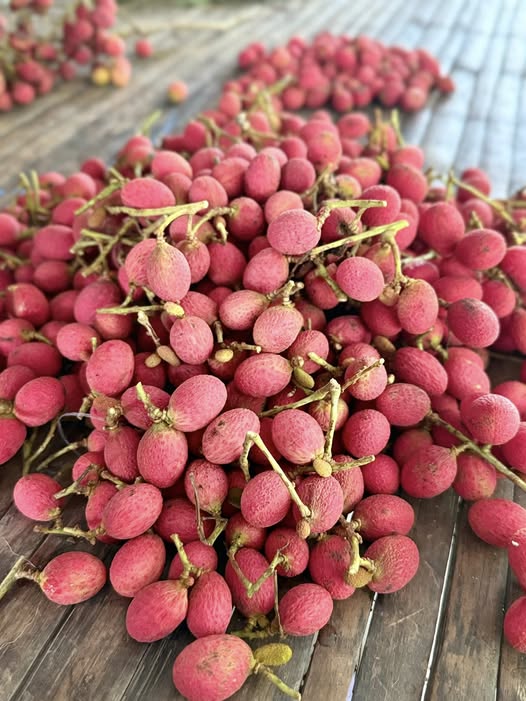 Korlan (Nephelium hypoleucum) - 1 fresh seed / 1 frischer Samen