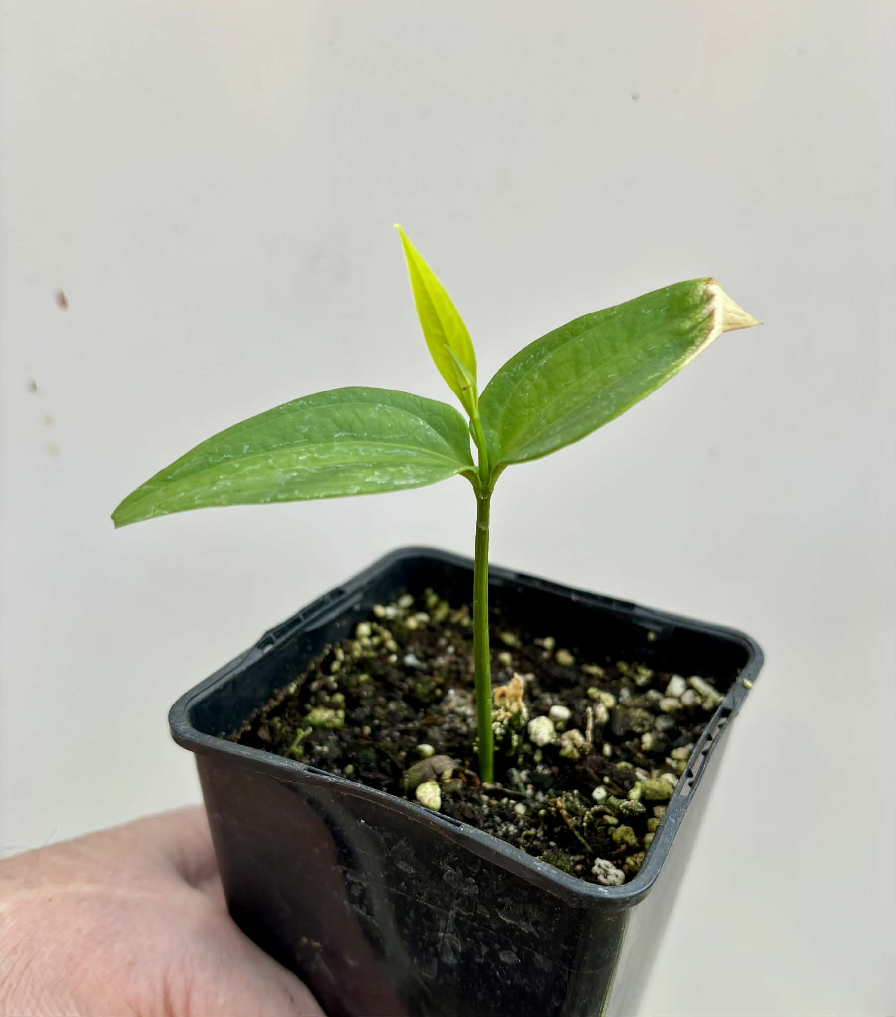 Dulacia sp. Cafe Doce  -  1 potted seedling / 1 getopfter Sämling