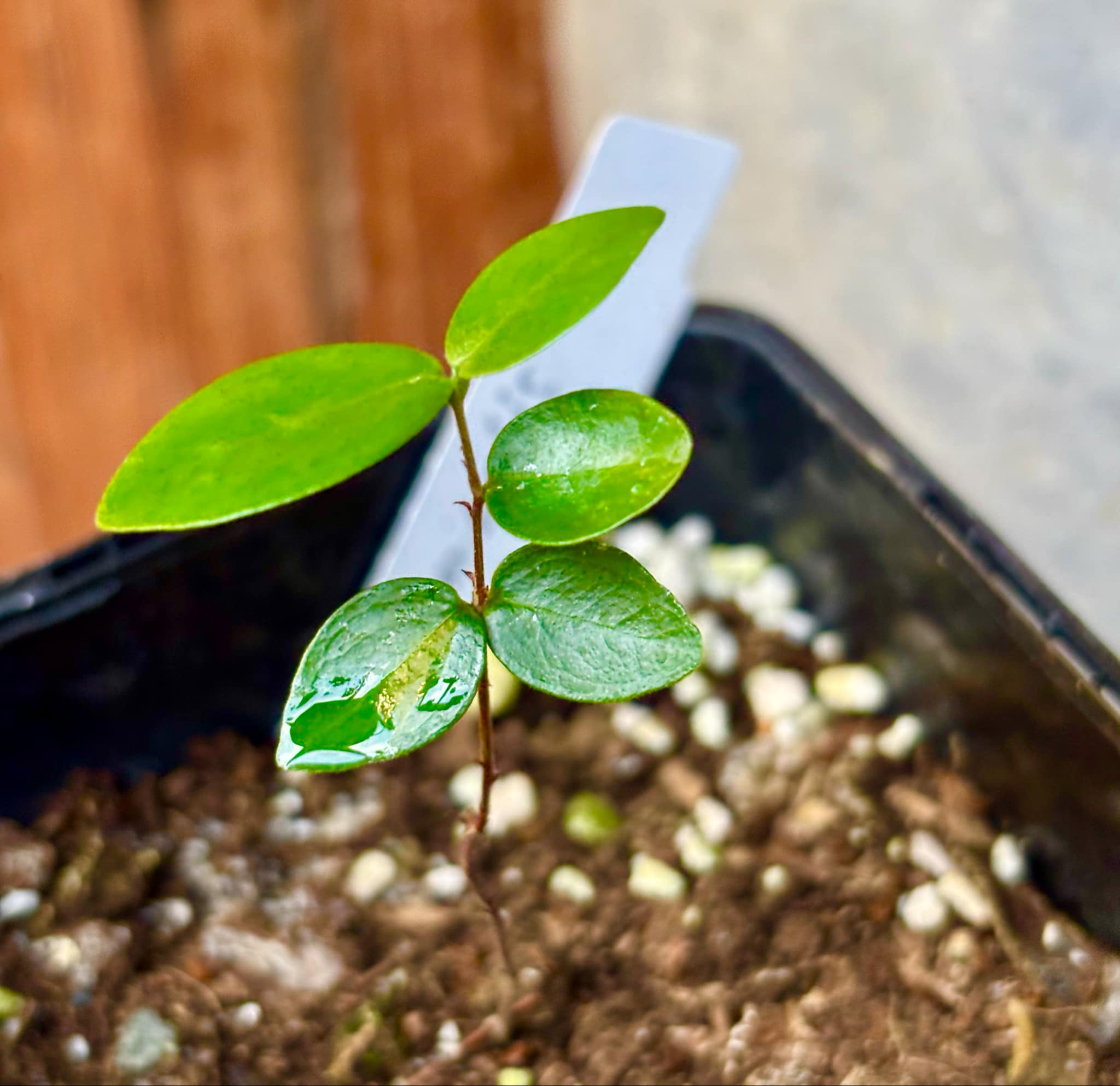 Eugenia subterminalis - 1 small potted seedling / 1 kleiner, getopfter Sämling