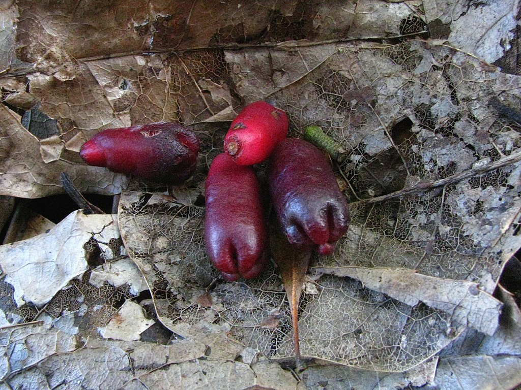 Syzygium aromaticum - Clove - Gewürznelke - 1 small potted seedling / 1 kleiner, getopfter Sämling