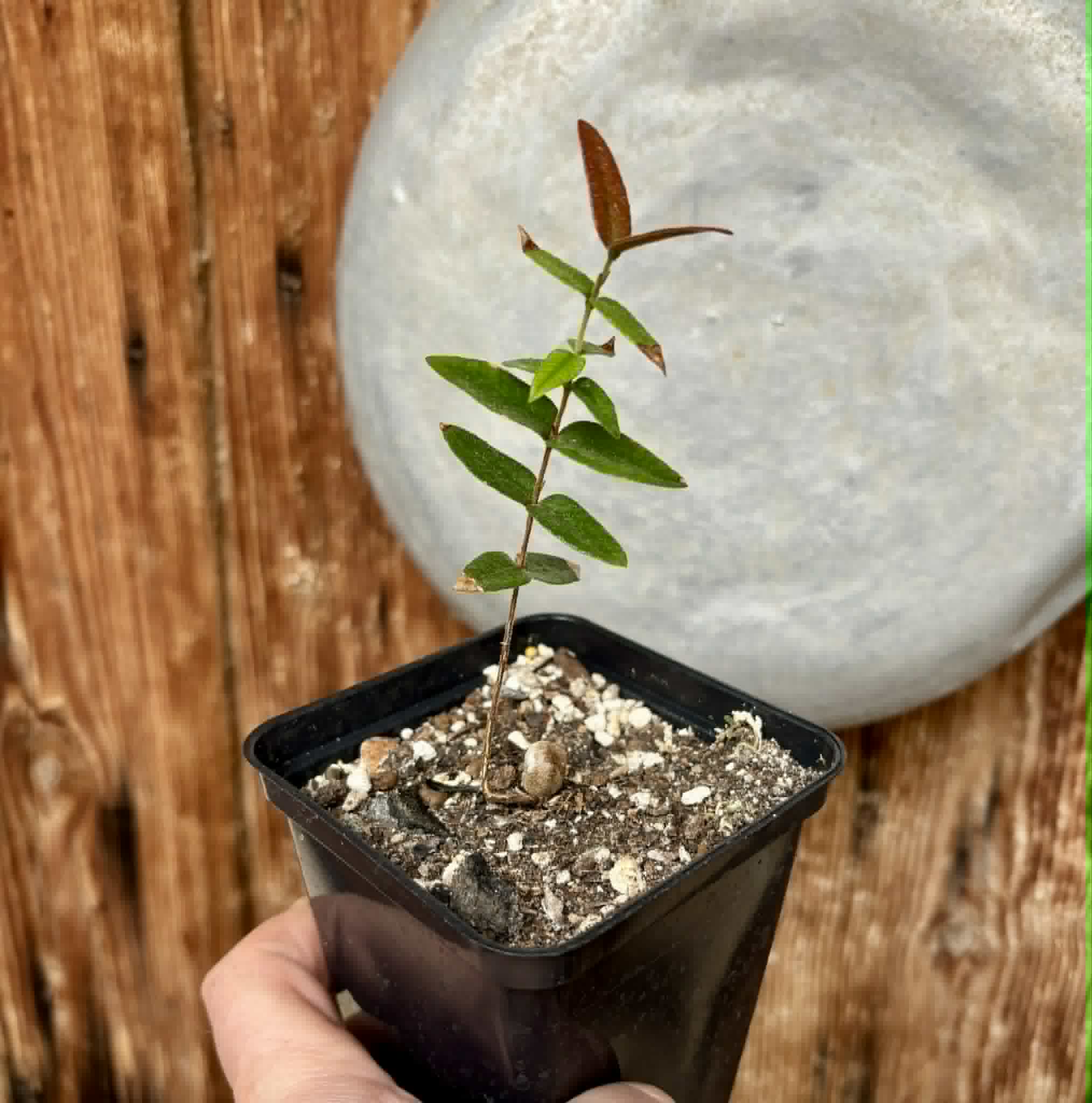 Myrciaria caerulescens (Roxa - Blue Guaquiea) - 1 potted seedling / 1 getopfter Sämling