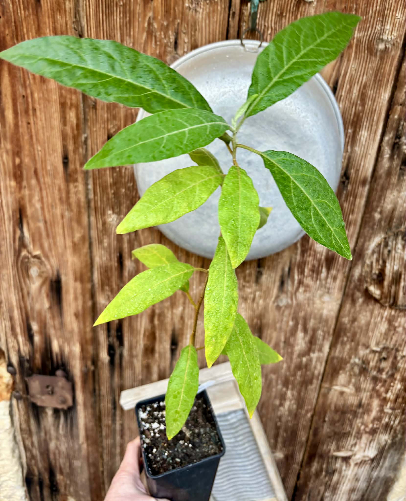 Solanum sp. Mata Escura - 1 potted plant / 1 getopfte Pflanze