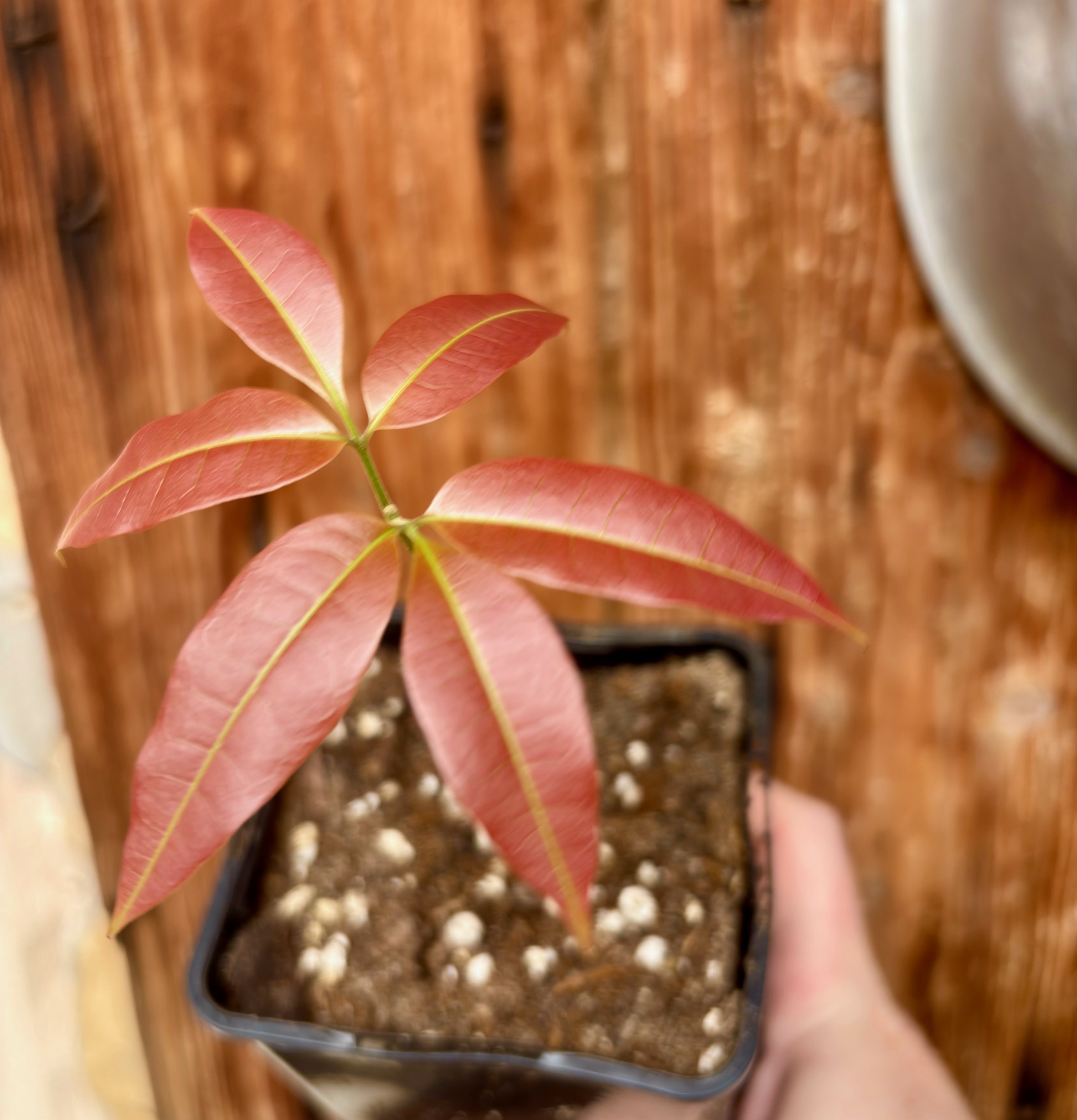 Talisia cerasina - 1 potted seedling / 1 getopfter Sämling