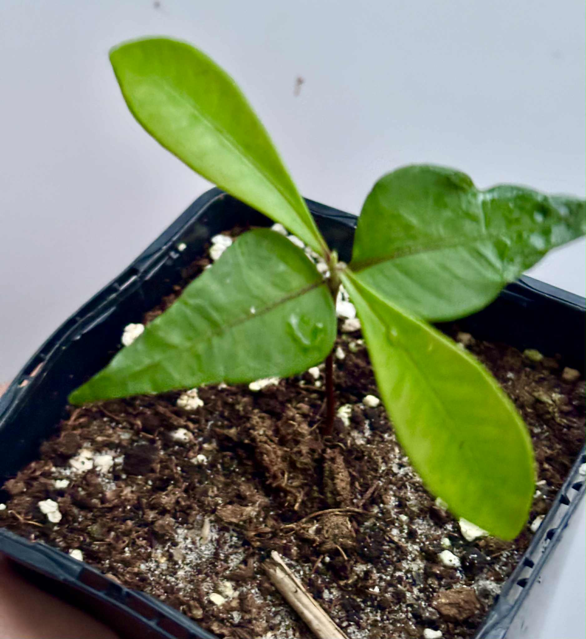 Myrcia sp Jaboticaba Bahia -  1 small potted seedling / 1 kleiner, getopfter Sämling