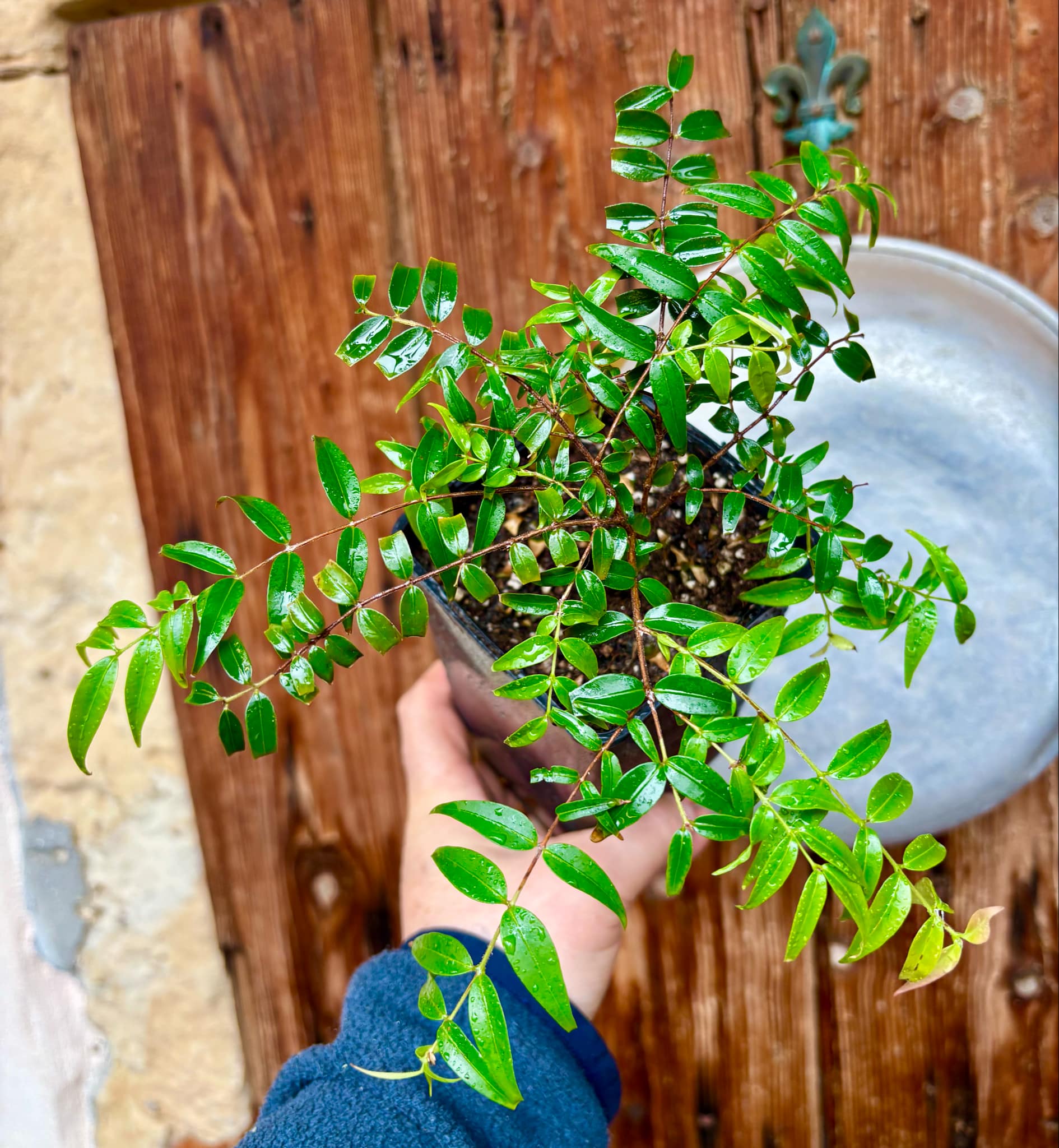 Myrciaria floribunda var. yellow - 1 potted plant / 1 getopfte Pflanze