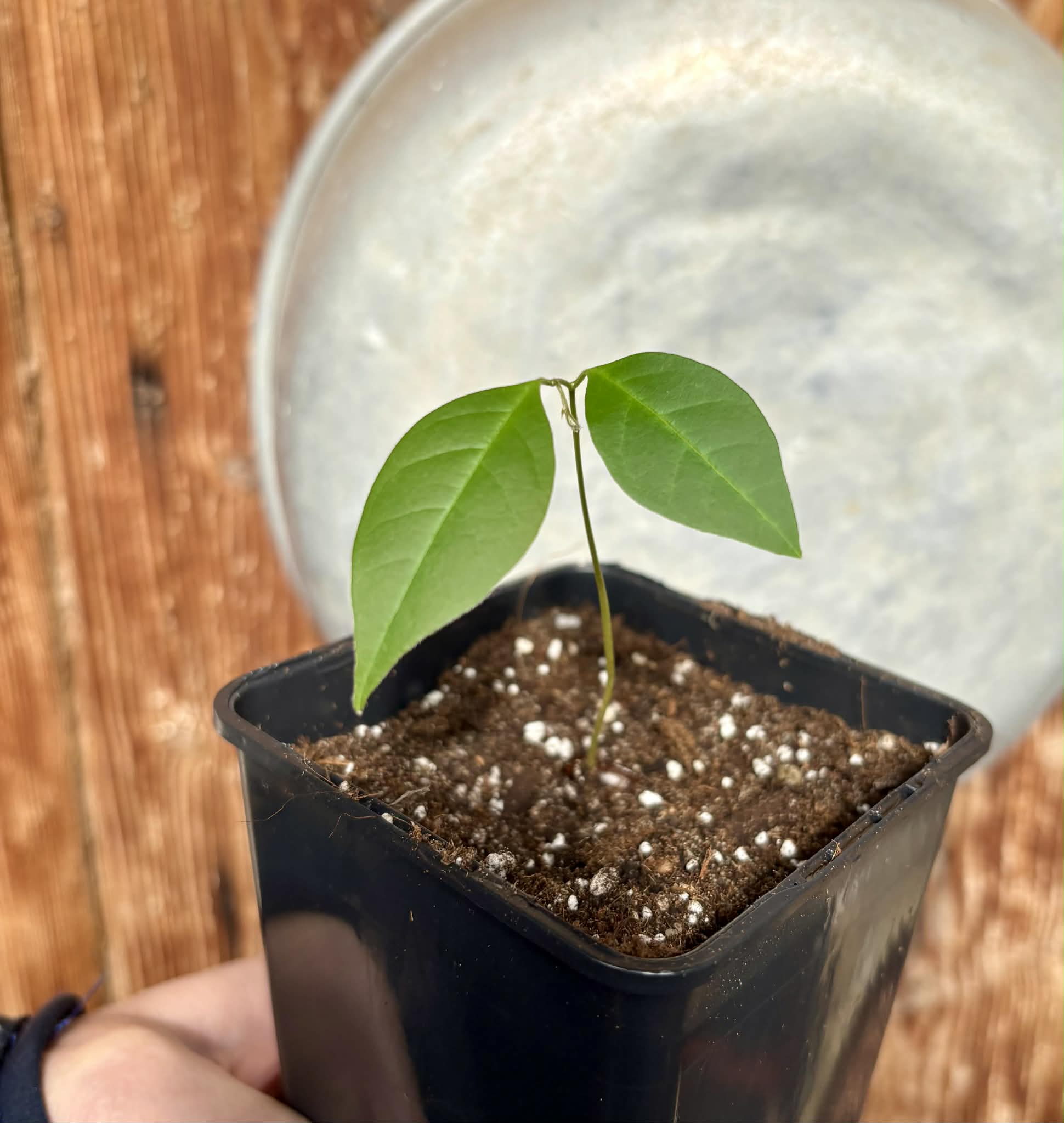 Duguetia cf quitarensis - 1 potted seedling / 1 getopfter Sämling