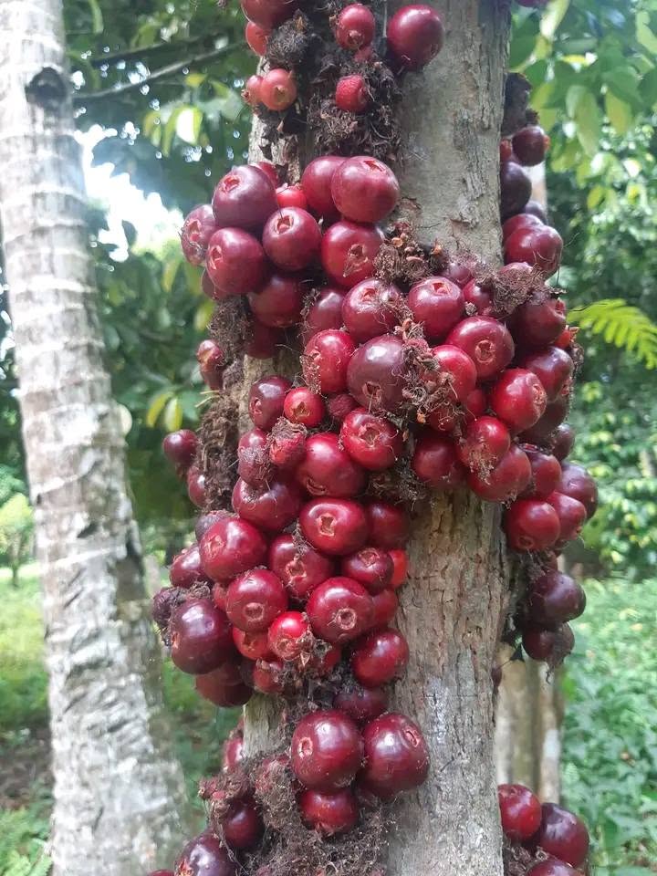 Pre Order - Syzygium rubrocarpum - 1 fresh seed / 1 frischer Samen