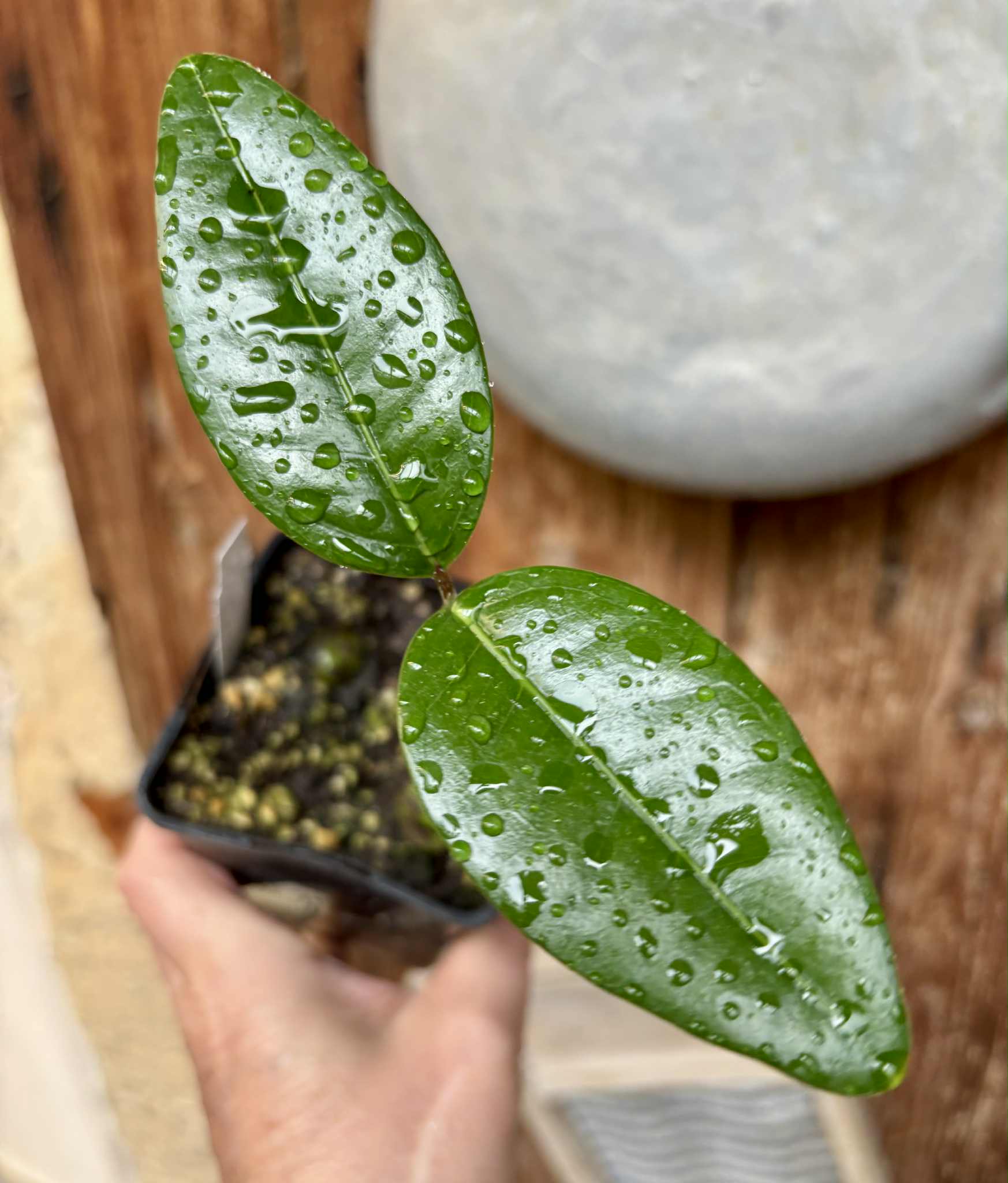 Eugenia sp Abacate -  1 small potted seedling / 1 kleiner, getopfter Sämling