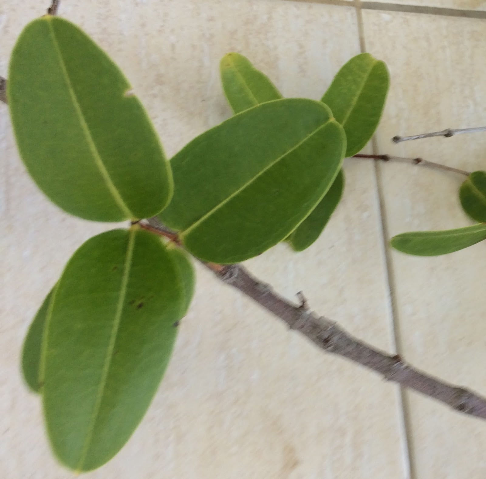 Mouriri glazioviana - Rare exotic plant - Seltene exotische Pflanze