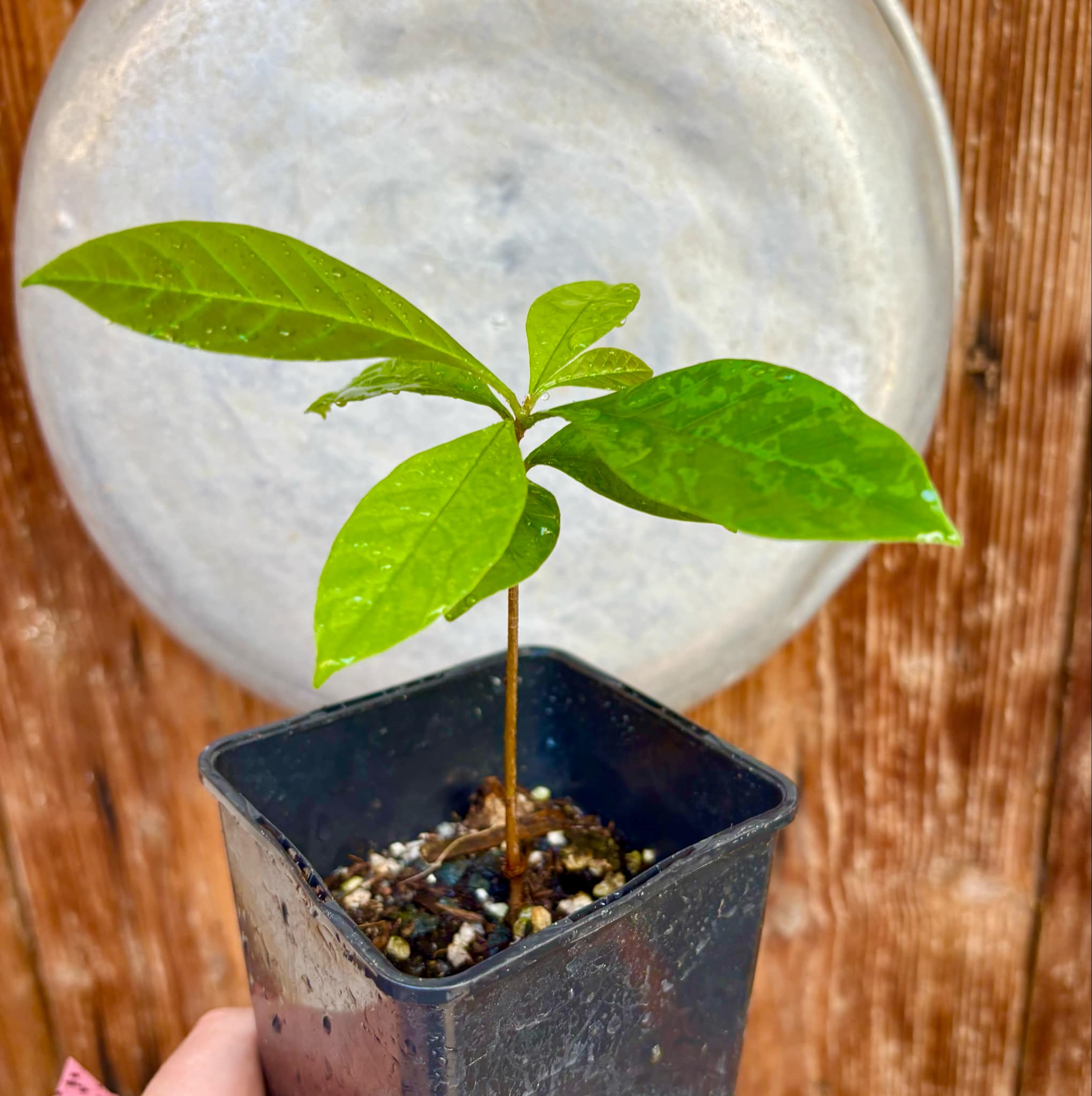 Marmixa (Pradosia lactescens) - 1 potted plant / 1 getopfte Pflanze