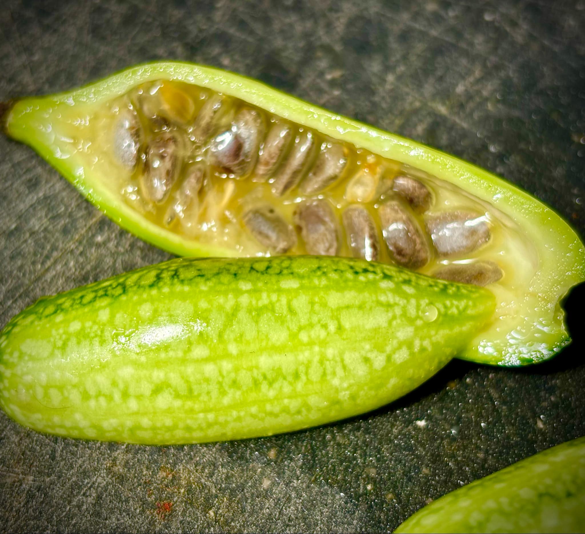 Psiguria umbrosa - 1 germinated seed / 1 gekeimter Samen