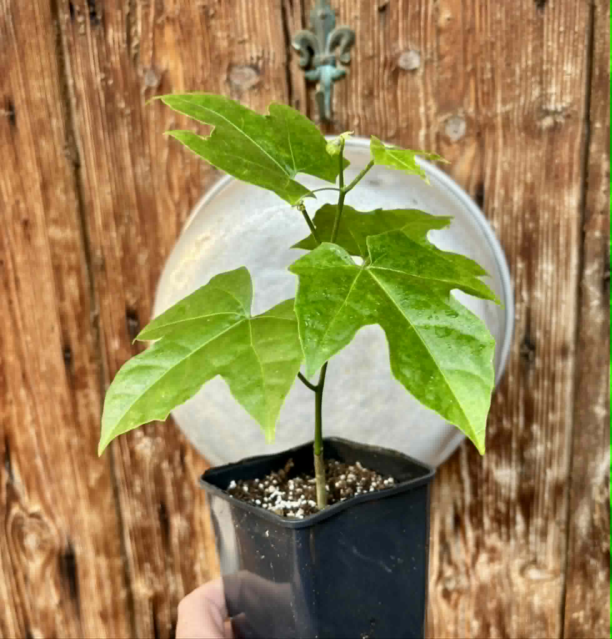 Psiguria umbrosa - 1 potted seedling / 1 getopfter Sämling