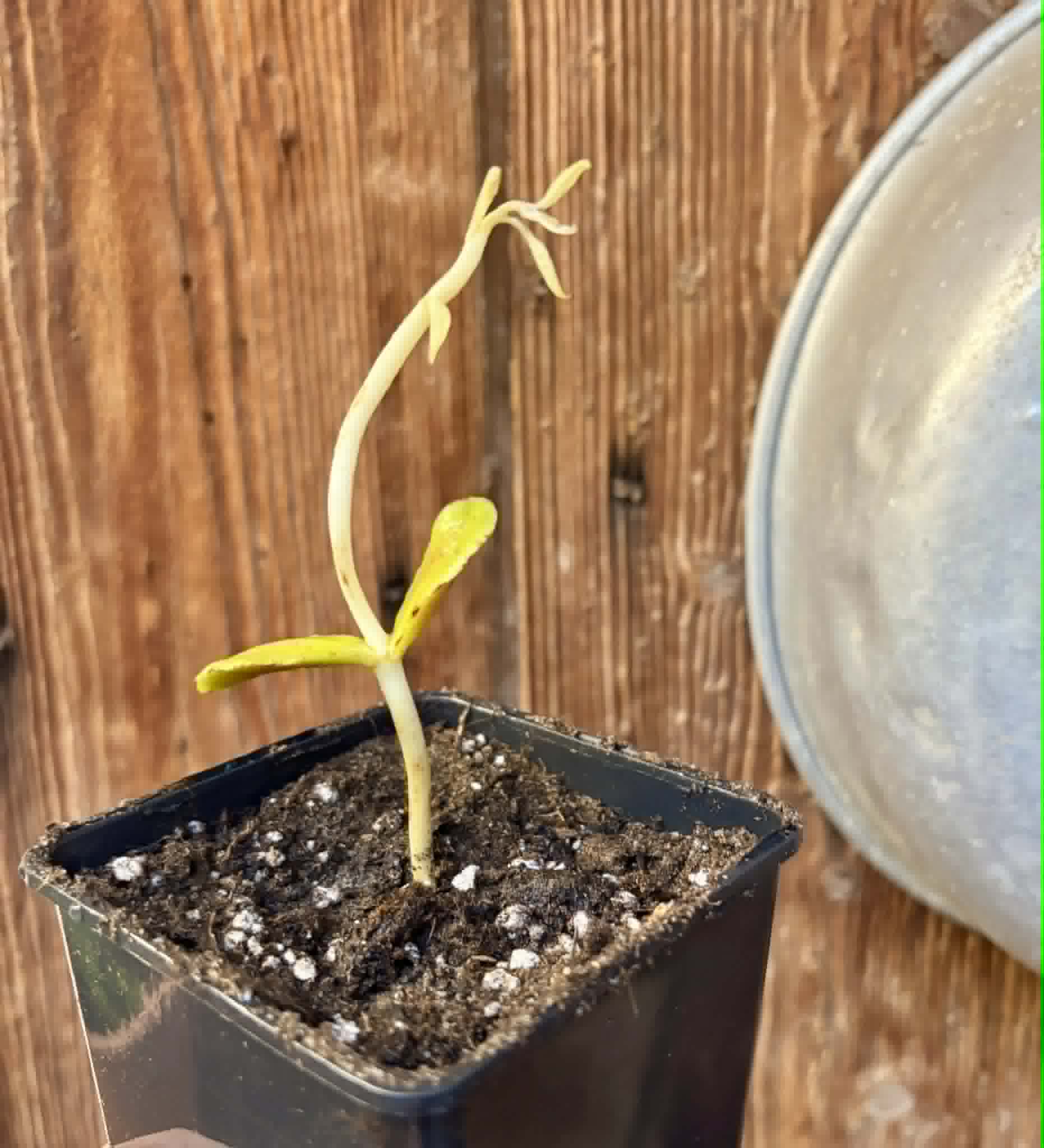 Chrysophyllum sp Abiu Rondonia - 1 potted seedling / 1 getopfter Sämling
