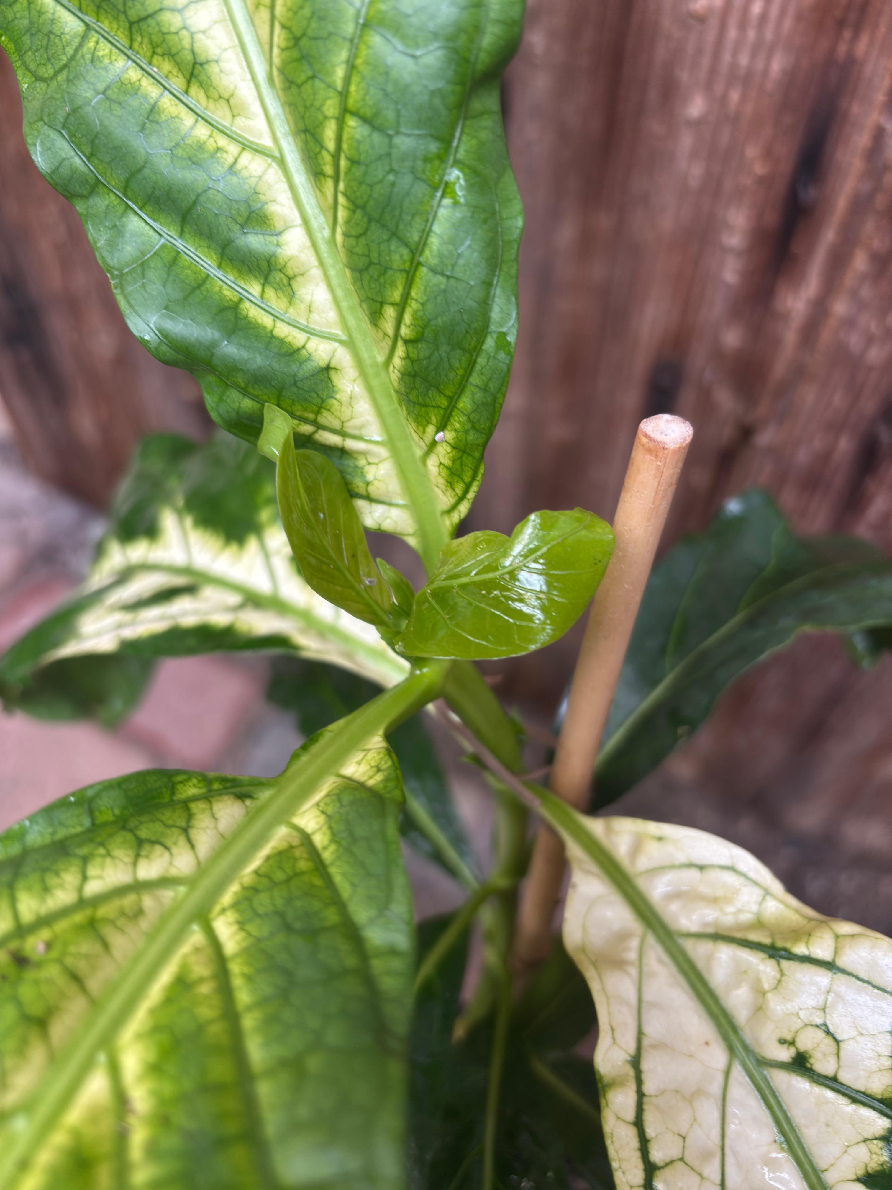 Noni Variegated (Morinda citrifolia) - 1 potted bigger plant / 1 getopfte größere Pflanze 