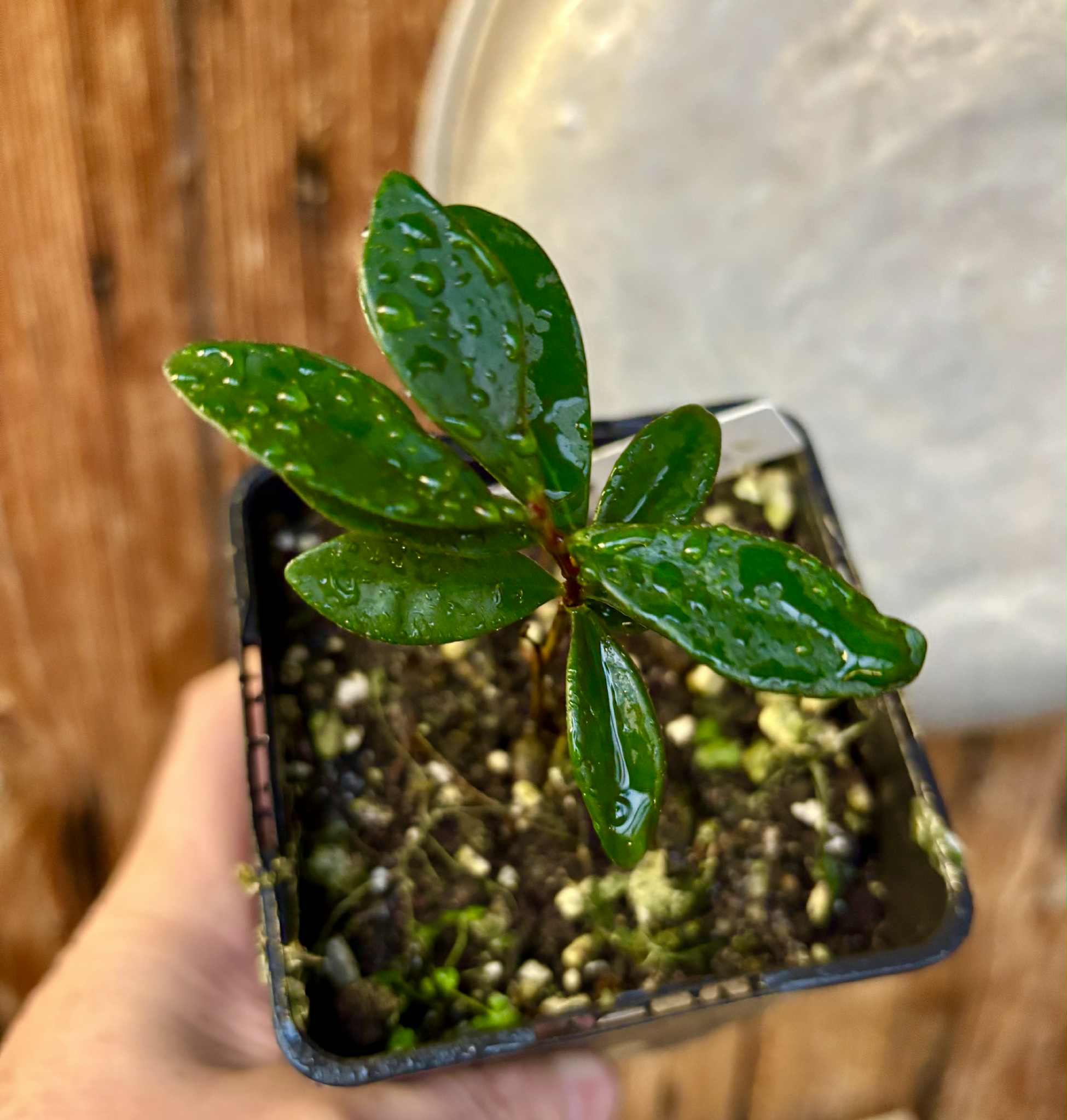 Eugenia reinwardtiana - Cedarbay Cherry -  1 potted seedling / 1 getopfter Sämling