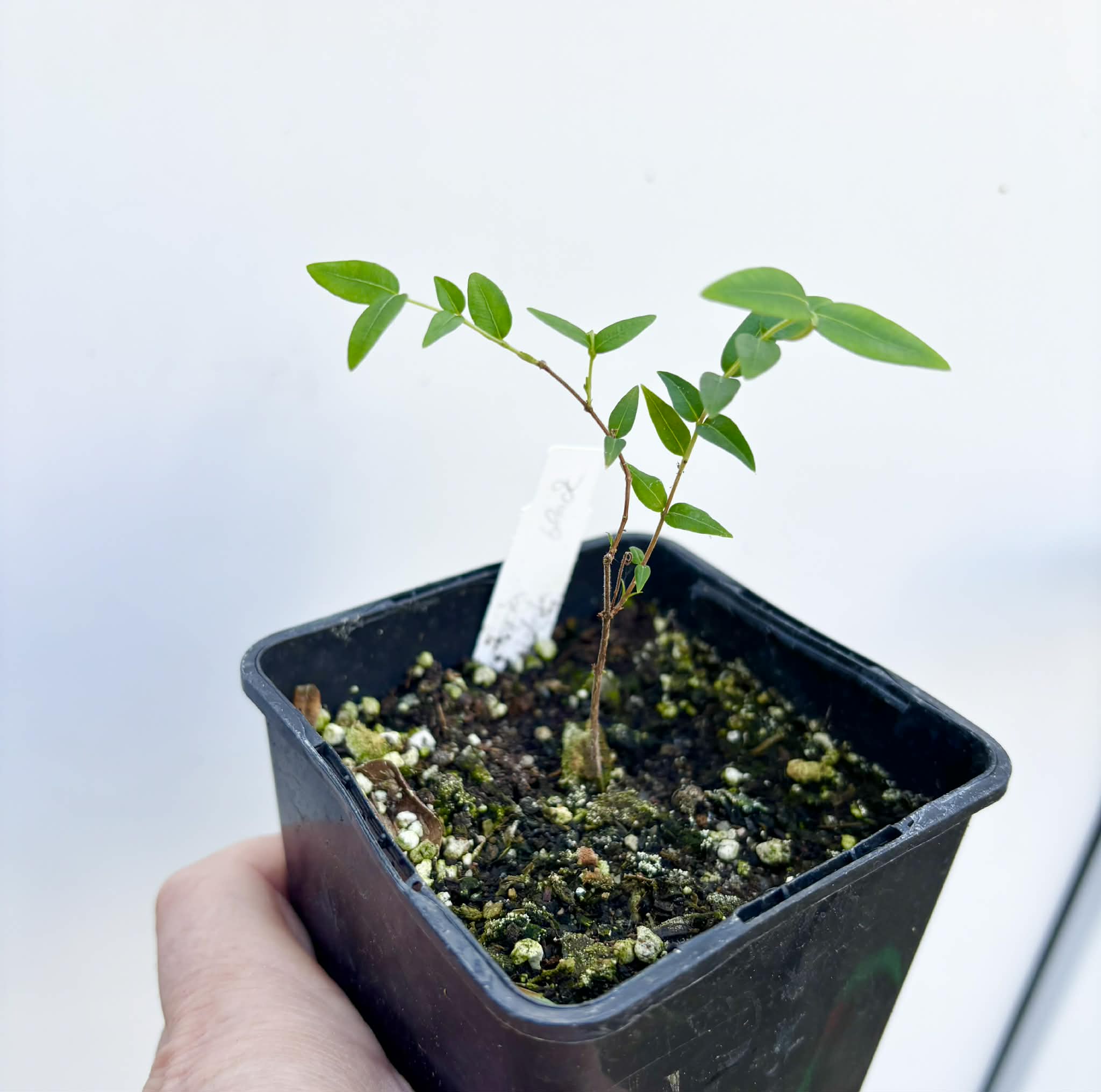 Myrciaria cuspidata BLACK - 1 potted seedling / 1 getopfter Sämling