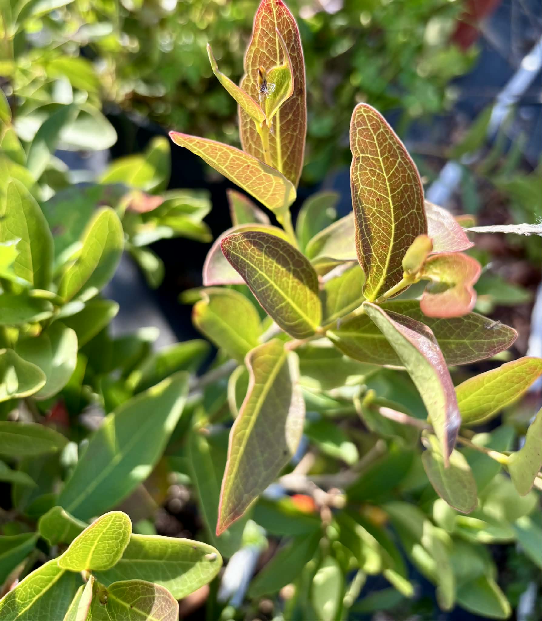 Eugenia pitanga (Typ B)- 1 germinated seed / 1 gekeimter Samen