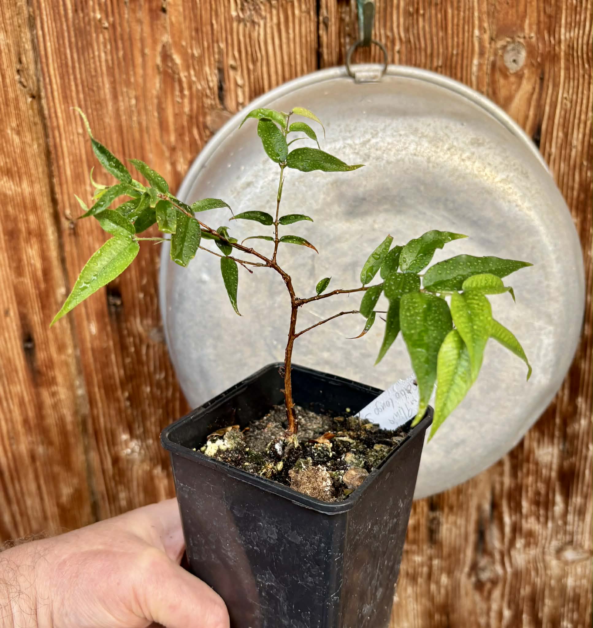 Jaboticaba - Plinia sp Rajada Cabo longo verde -  1 potted seedling / 1 getopfter Sämling