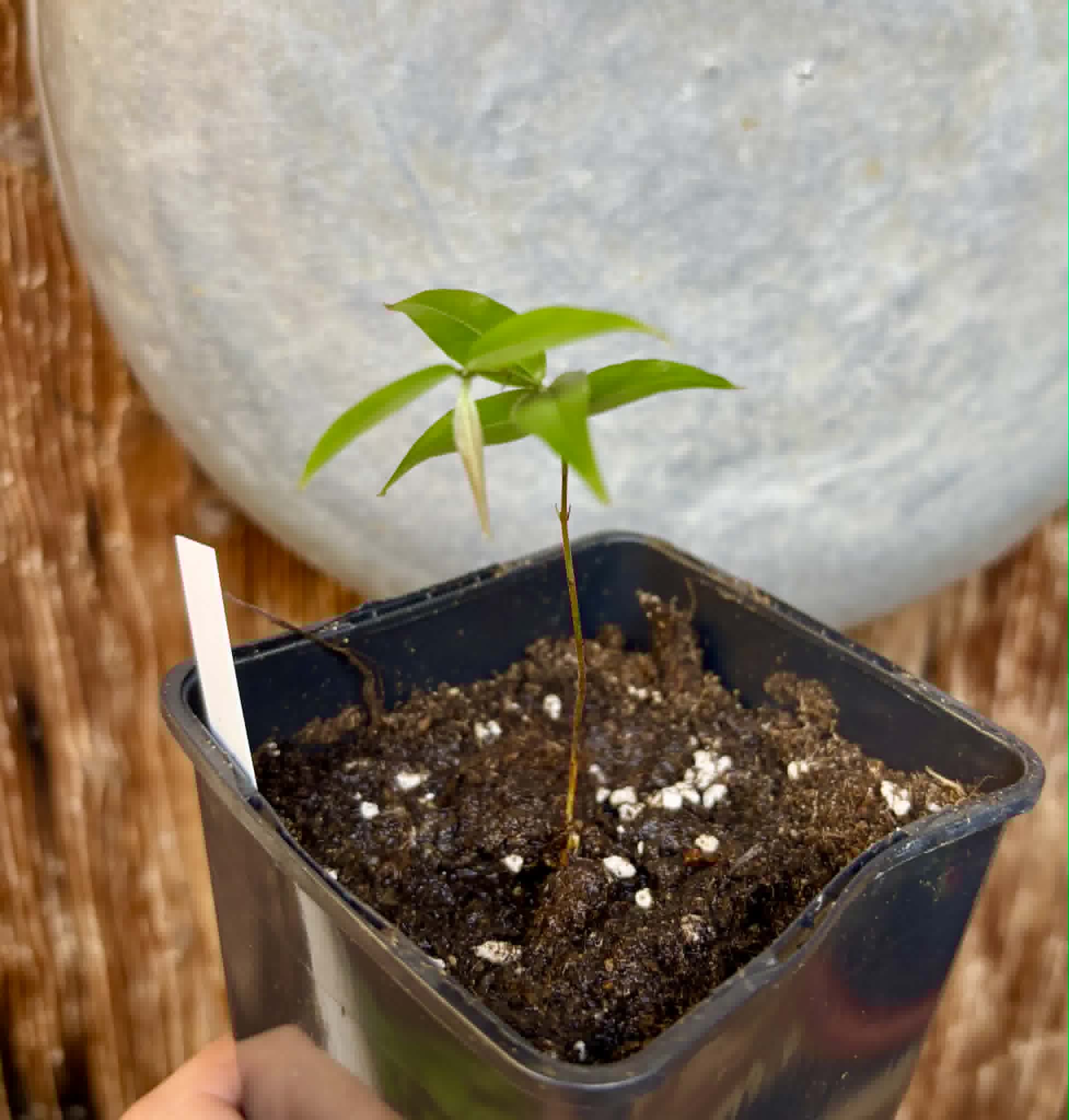 Plinia sp. Cachoeiro de Itapemirim - 1 potted seedling / 1 getopfter Sämling