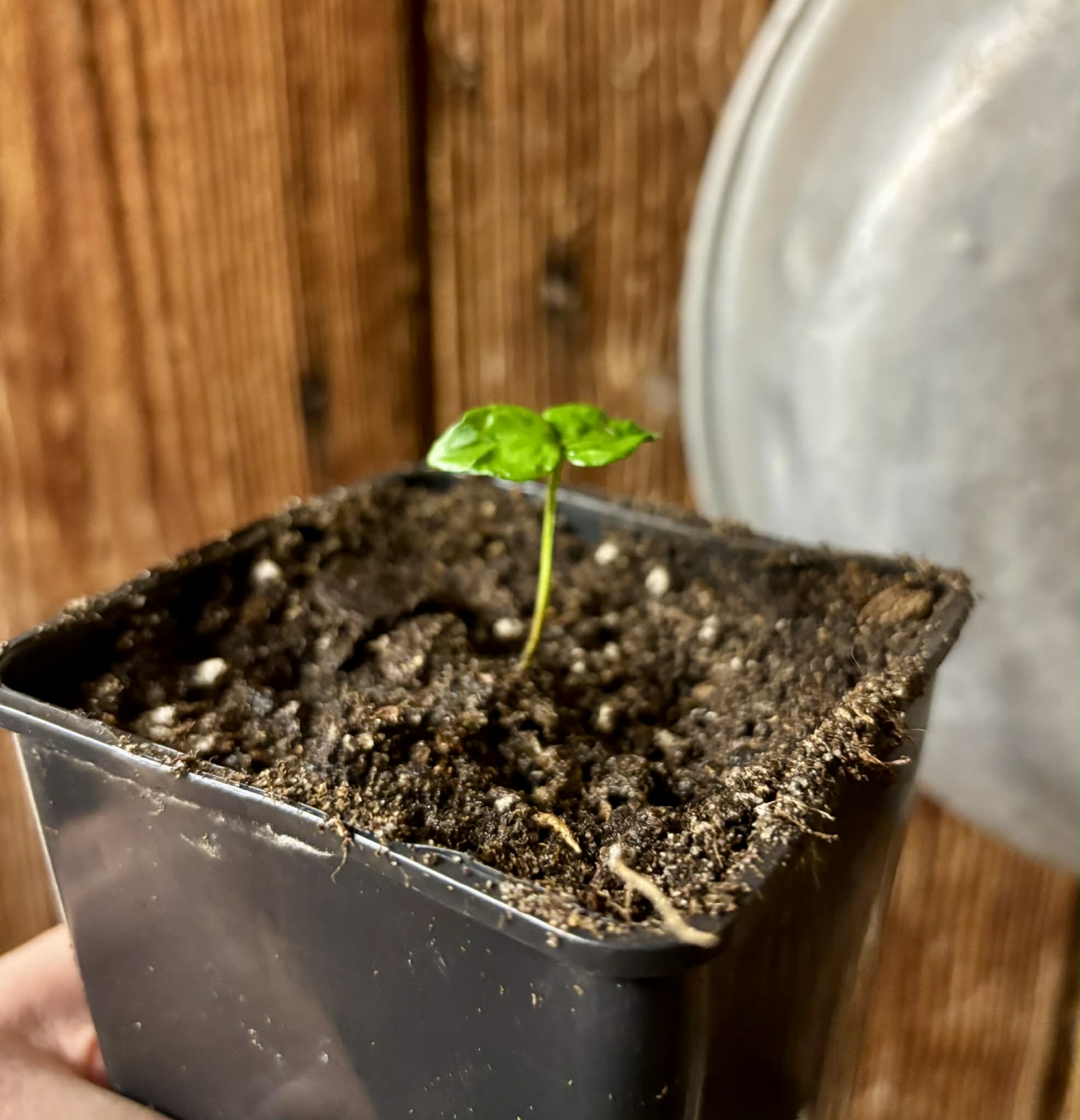 Myrcia multiflora - 1 potted seedling / 1 getopfter Sämling