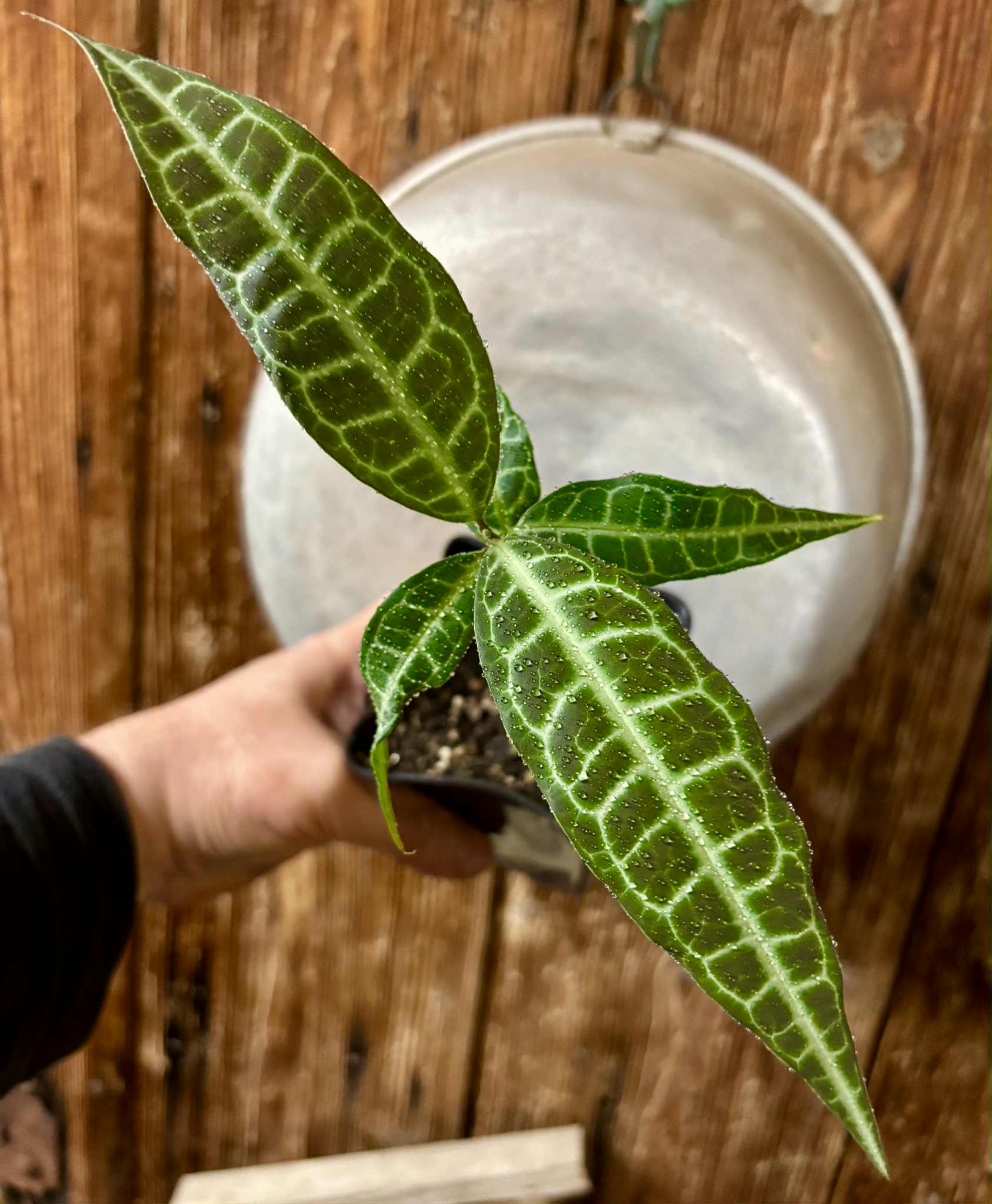 Eugenia sp Labisia -  1 potted seedling / 1 getopfter Sämling