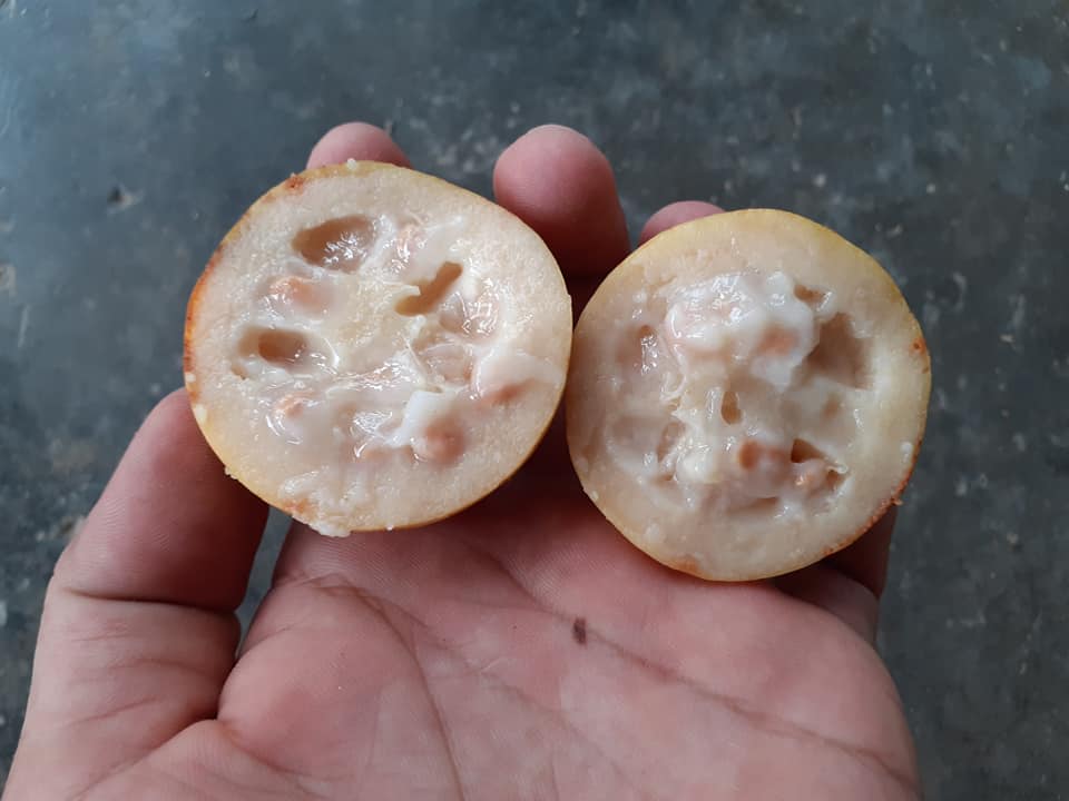 Psidium sp Cuba - 1 fresh seed / 1 frischer Samen