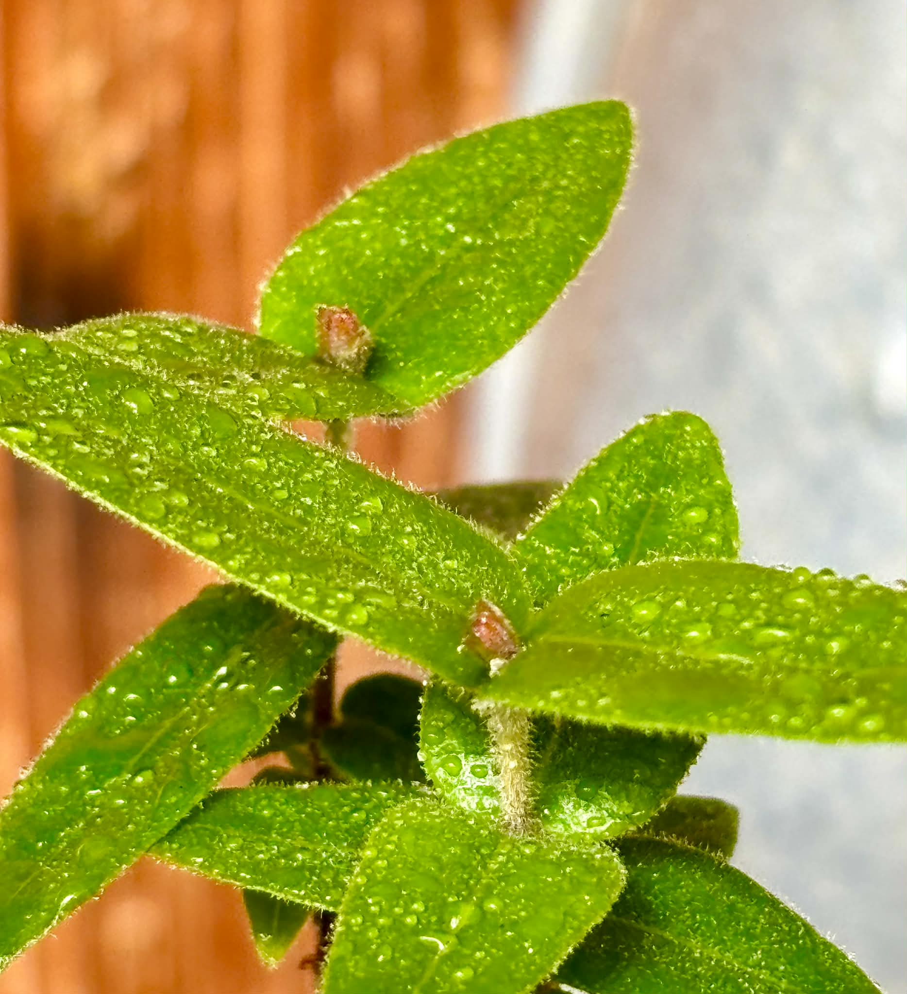 Myrciaria caerulescens (Roxa - Blue Guaquiea) - 1 potted seedling / 1 getopfter Sämling