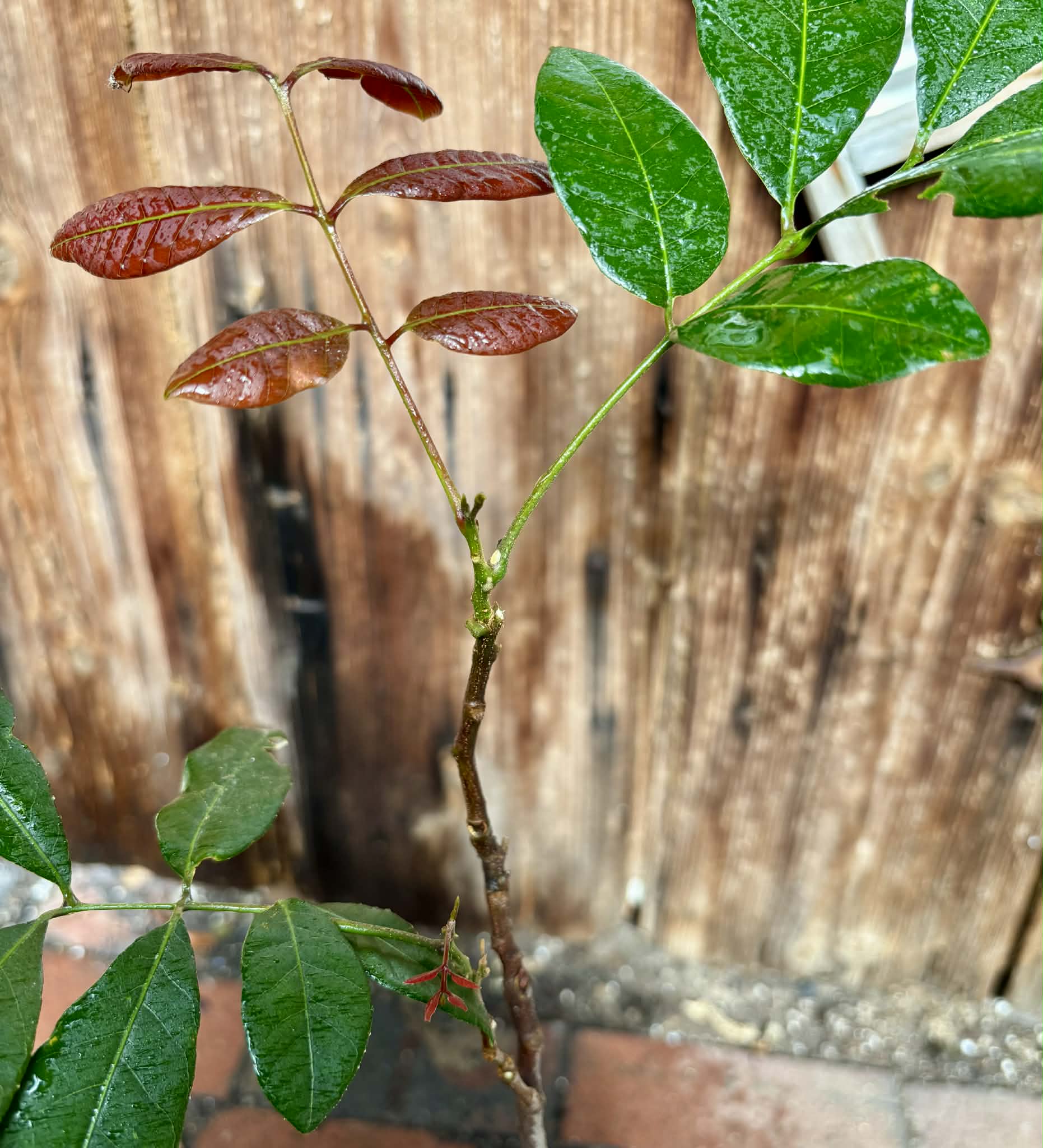 3 years old - Longan (Dimocarpus longan) - 1 potted plant / 1 getopfte Pflanze