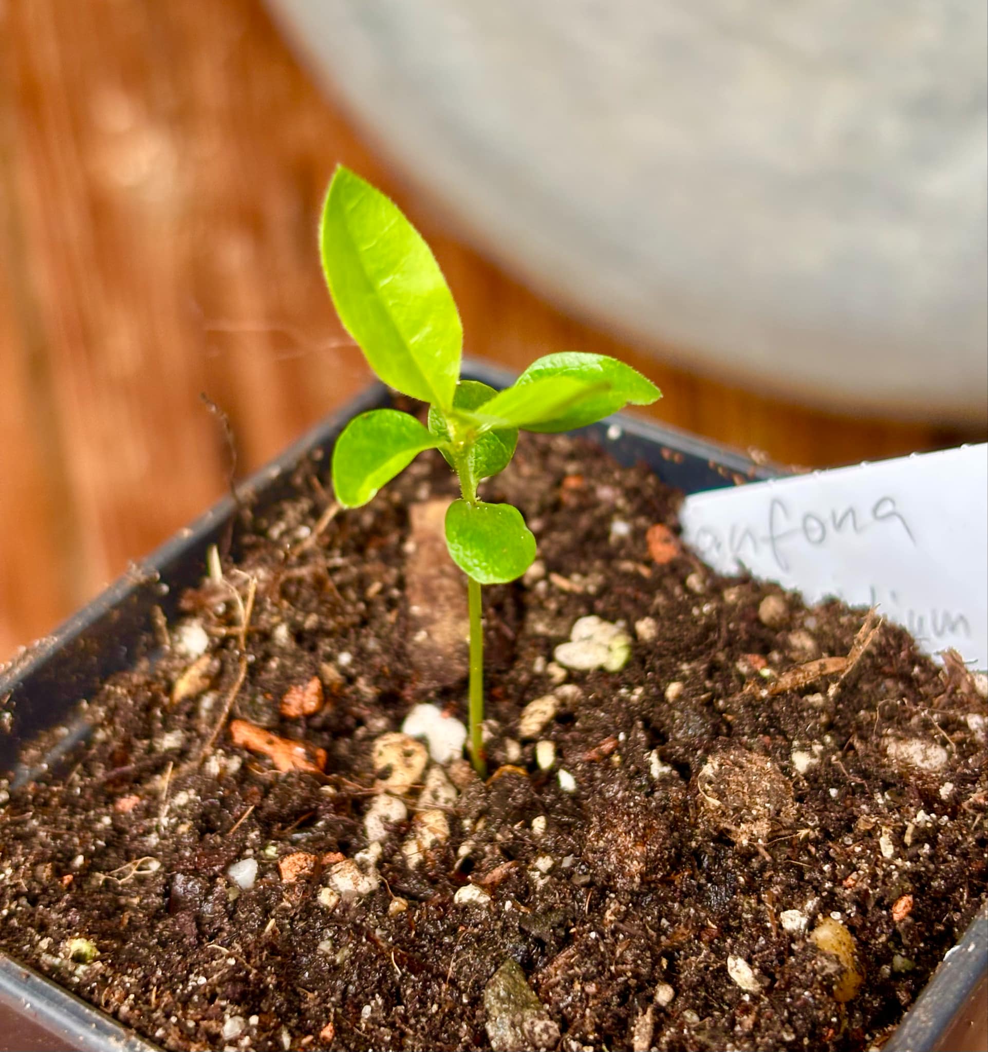 Sanfona (Melanopsidium nigrum) - 1 small potted seedling / 1 kleiner, getopfter Sämling Sanfona (Melanopsidium nigrum) - 1 small potted seedling / 1 kleiner, getopfter Sämling