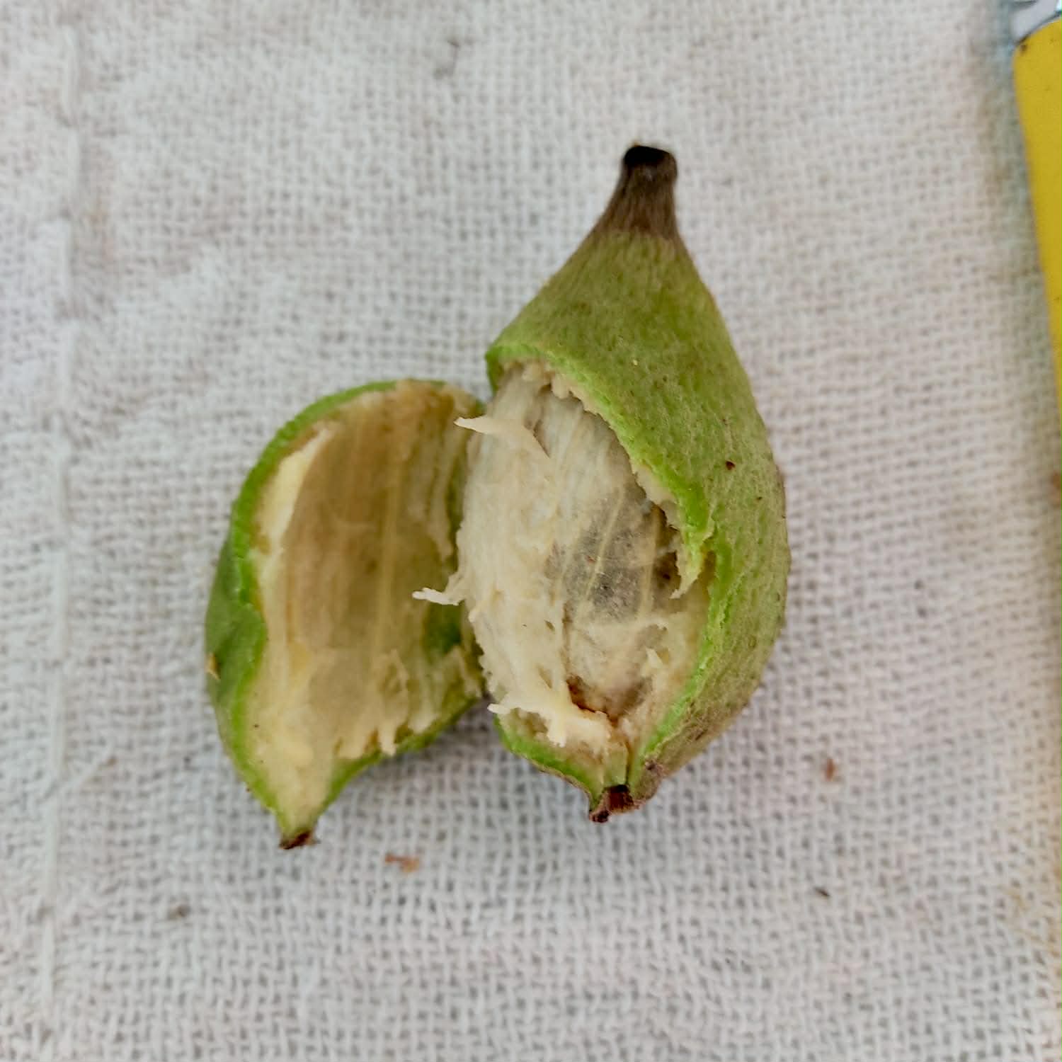 only 10 seeds - Pre Order - Eugenia sp Bananinha - 1 fresh seed / 1 frischer Samen