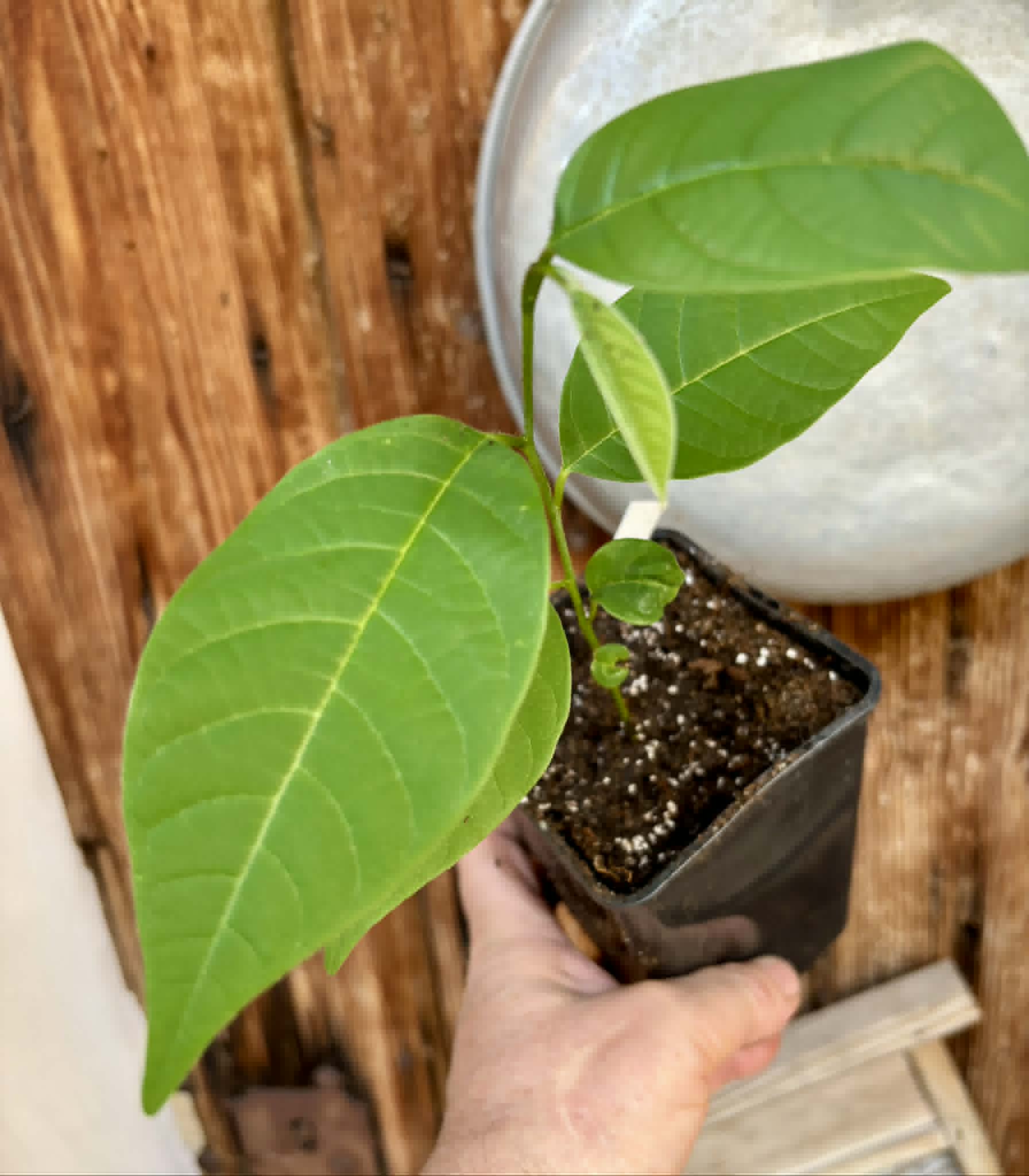 Atemoya Thompson - 1 potted plant / 1 getopfte Pflanze