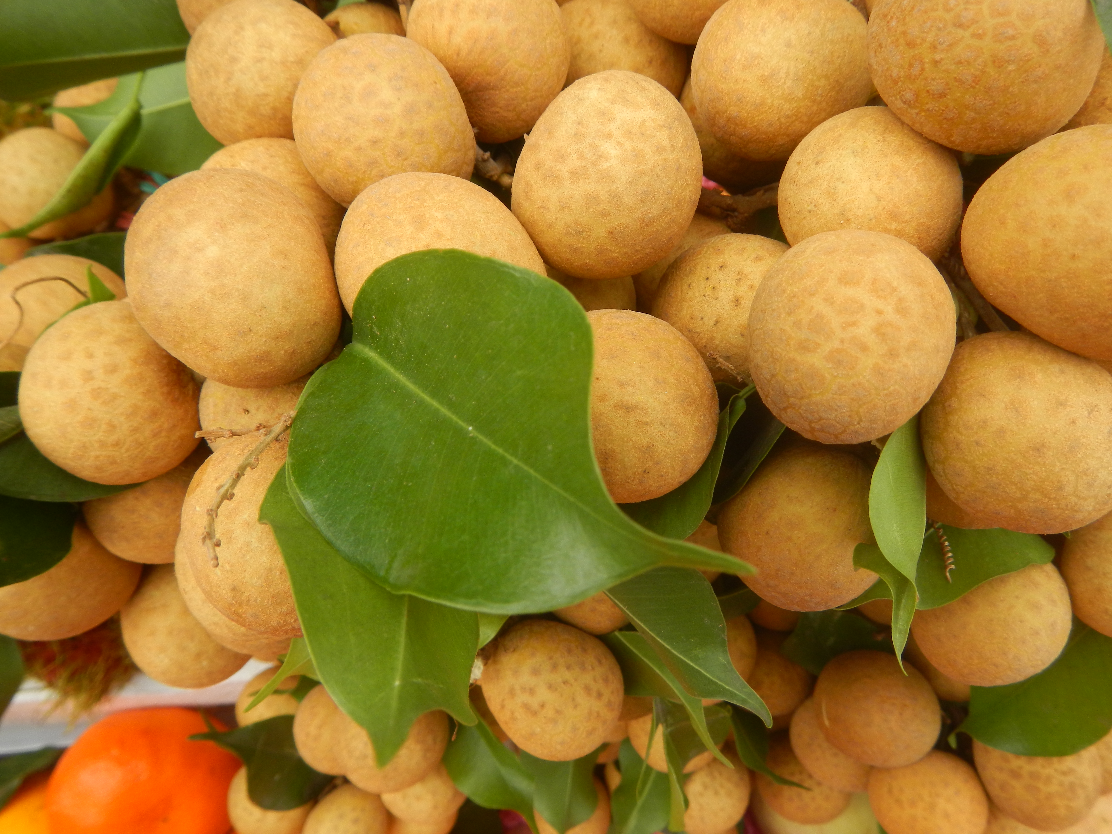 3 years old - Longan (Dimocarpus longan) - 1 potted plant / 1 getopfte Pflanze