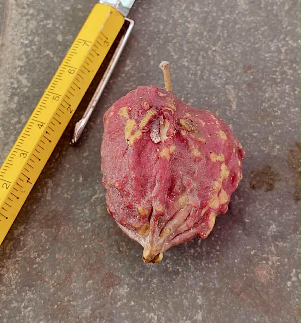 Pre Order - Plinia spiciflora -  1 fresh seed / 1 frischer Samen