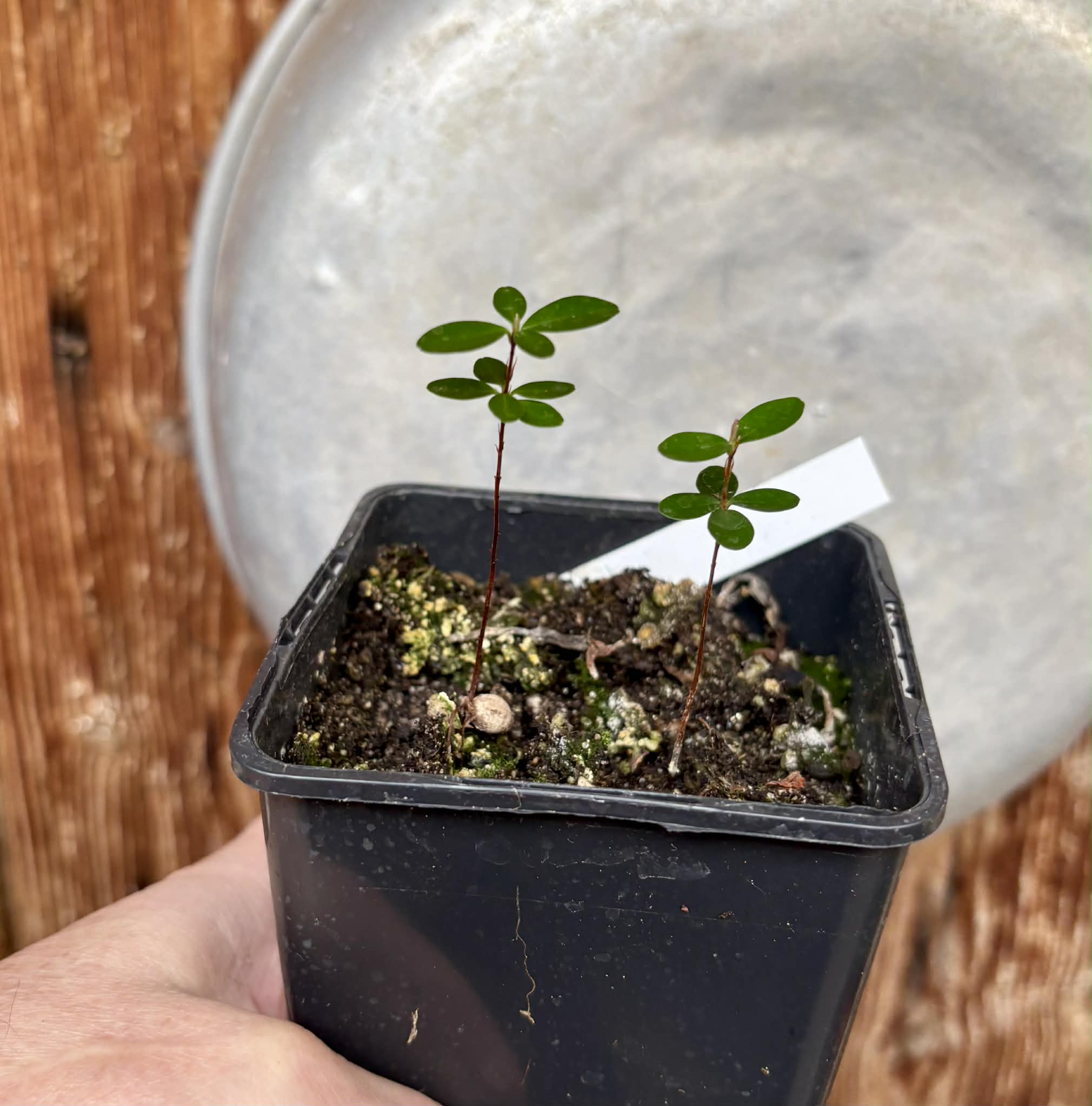 2 in 1 pot - Eugenia ligustrina - 2 seedlings in one pot / 2 Sämlinge in einem Topf