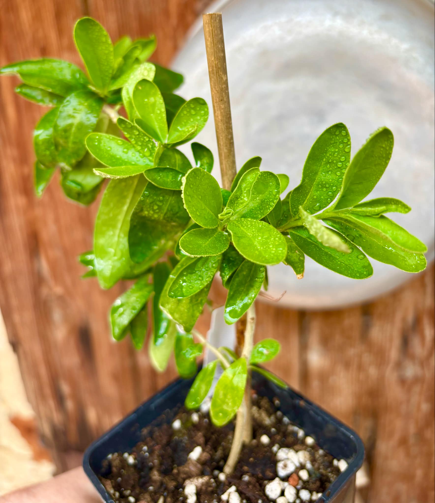 Kei Apple (Dovyalis caffra) Nr. 2 - 1 potted plant / 1 getopfte Pflanze Kei Apple (Dovyalis caffra) Nr. 2 - 1 potted plant / 1 getopfte Pflanze