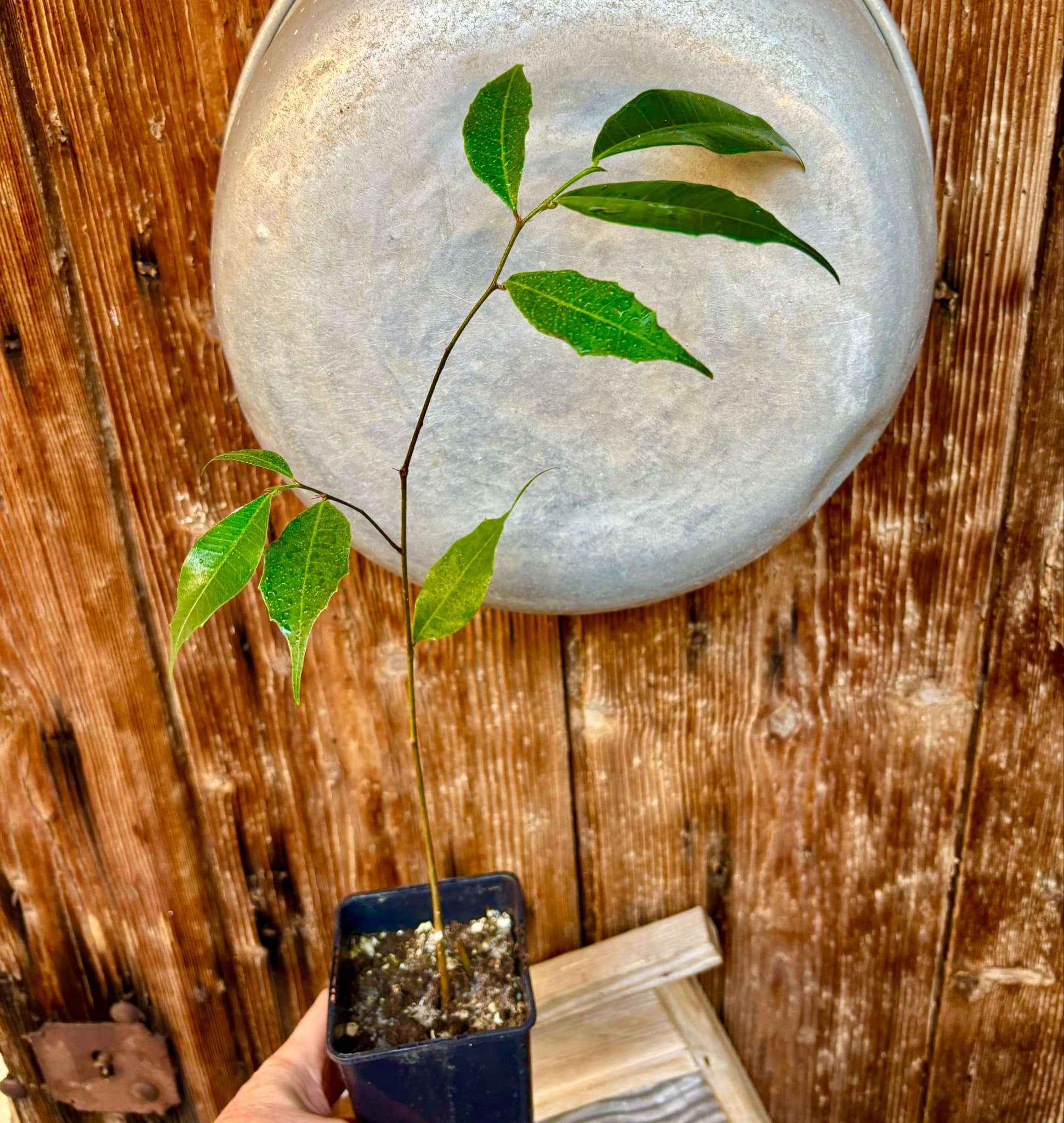 Brosimum alicastrum - Maya nut / Maya Nuss - 1 potted plant / 1 getopfte Pflanze