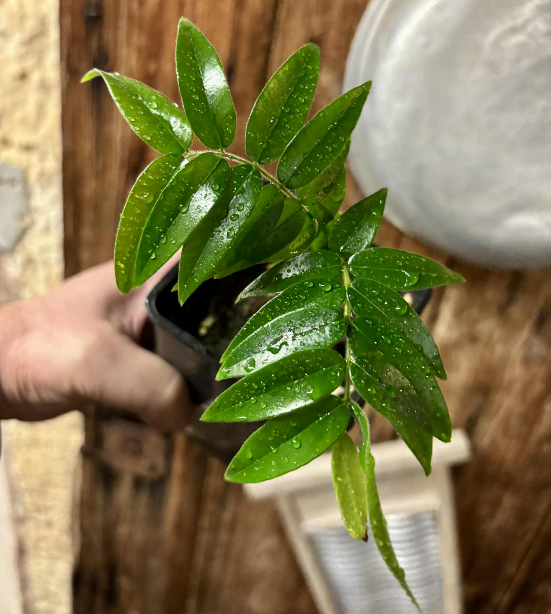 Beach Cambuca (Myrciaria strigipes) - 1 potted plant / 1 getopfte Pflanze