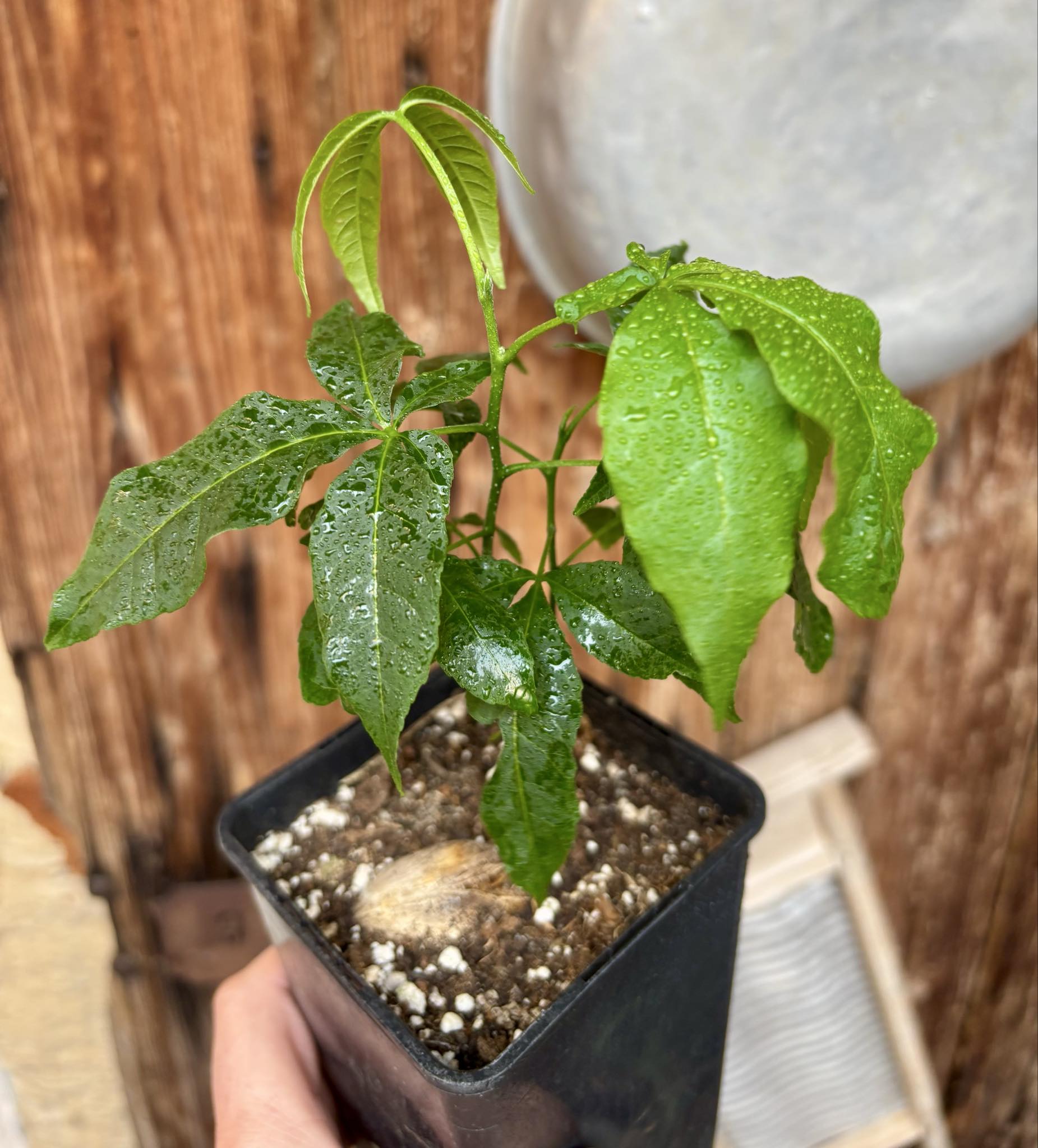 White Sapote var PIKE (Casimiroa edulis) - 1 potted seedling - 1 getopfter Sämling 