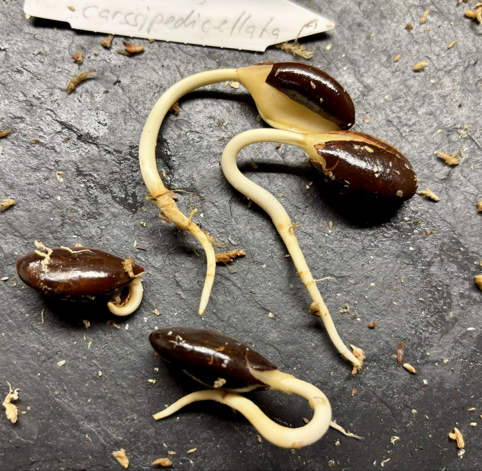 Currupixá (Micropholis crassipedicellata)  -  1 germinated seed / 1 gekeimter Samen