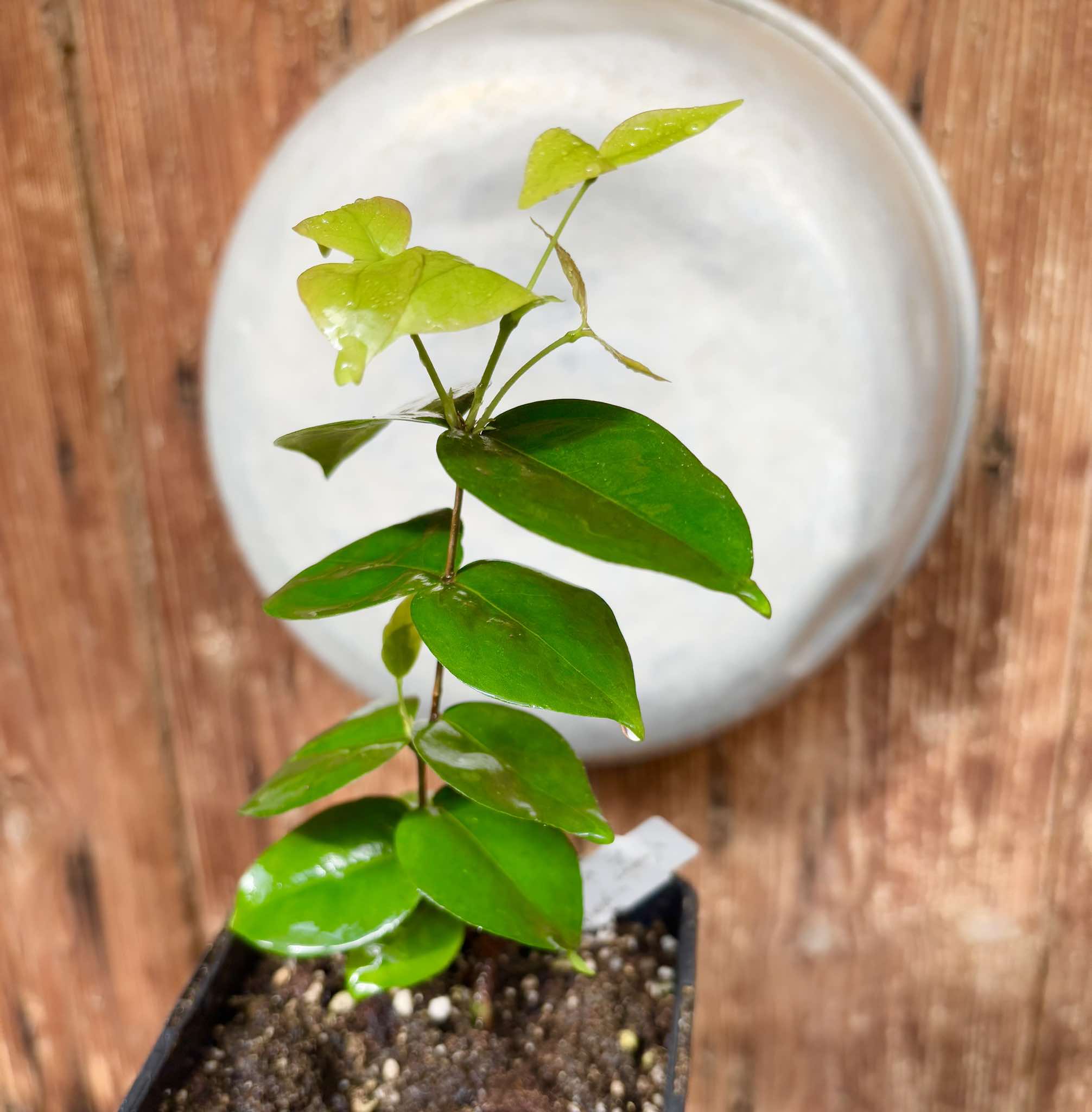 Eugenia sp Laranja Serralandia - 1 potted plant / 1 getopfte Pflanze
