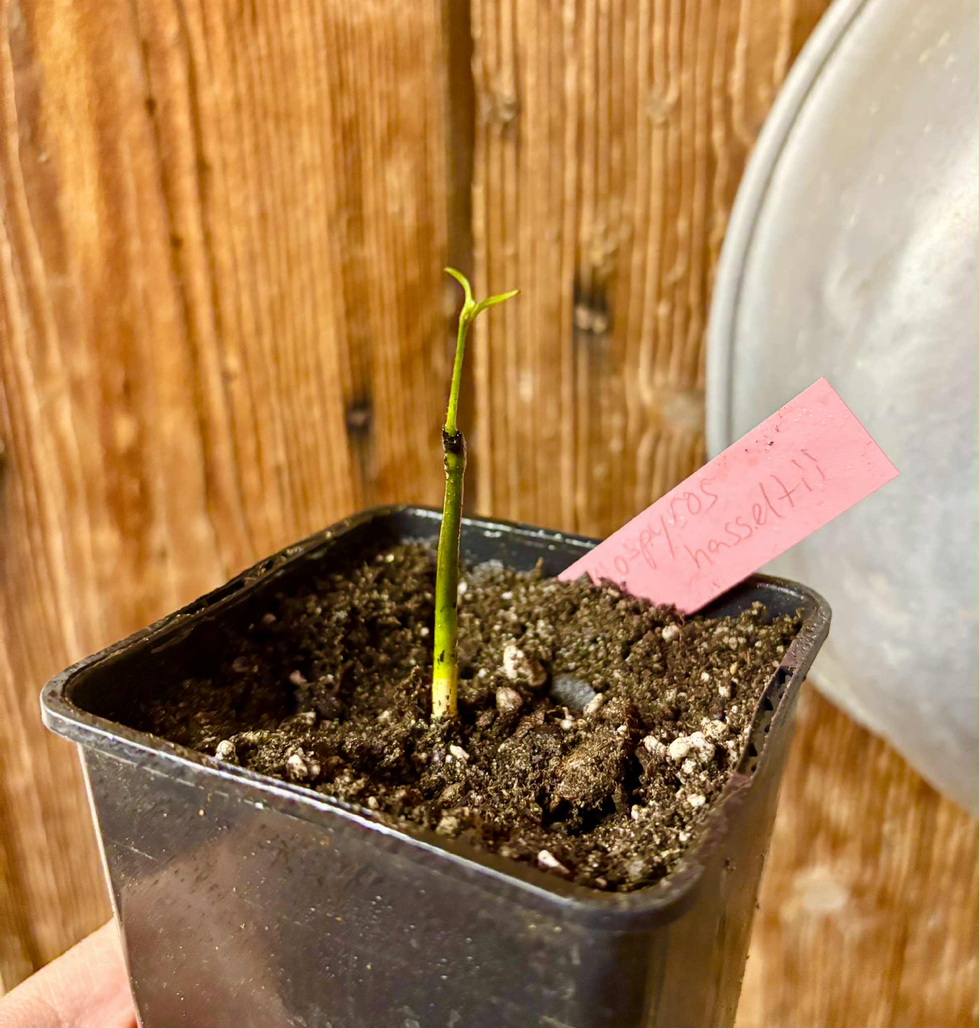 Diospyros hasseltii -  1 potted seedling / 1 getopfter Sämling