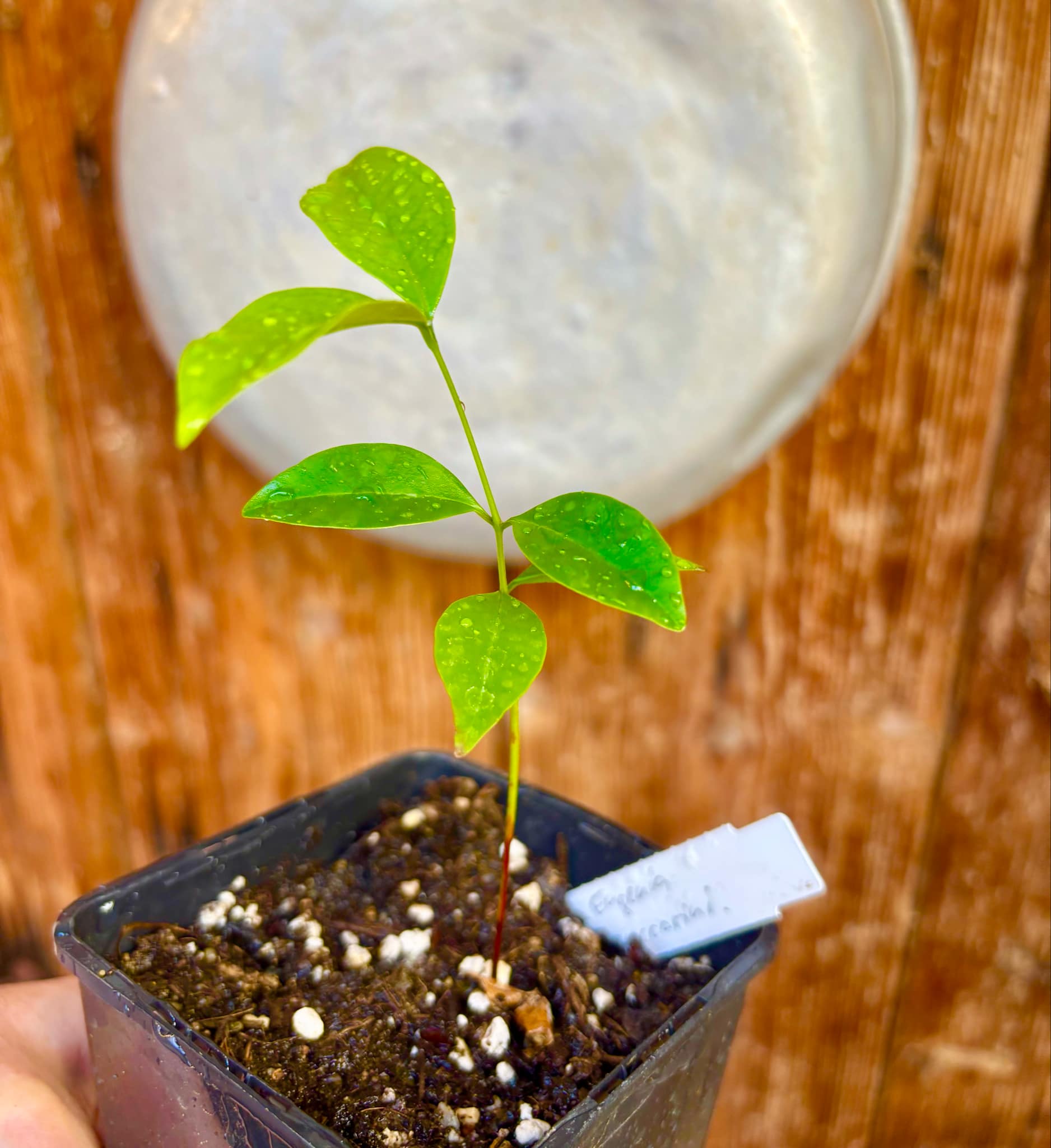 Eugenia zuccarini - 1 small potted seedling / 1 kleiner, getopfter Sämling